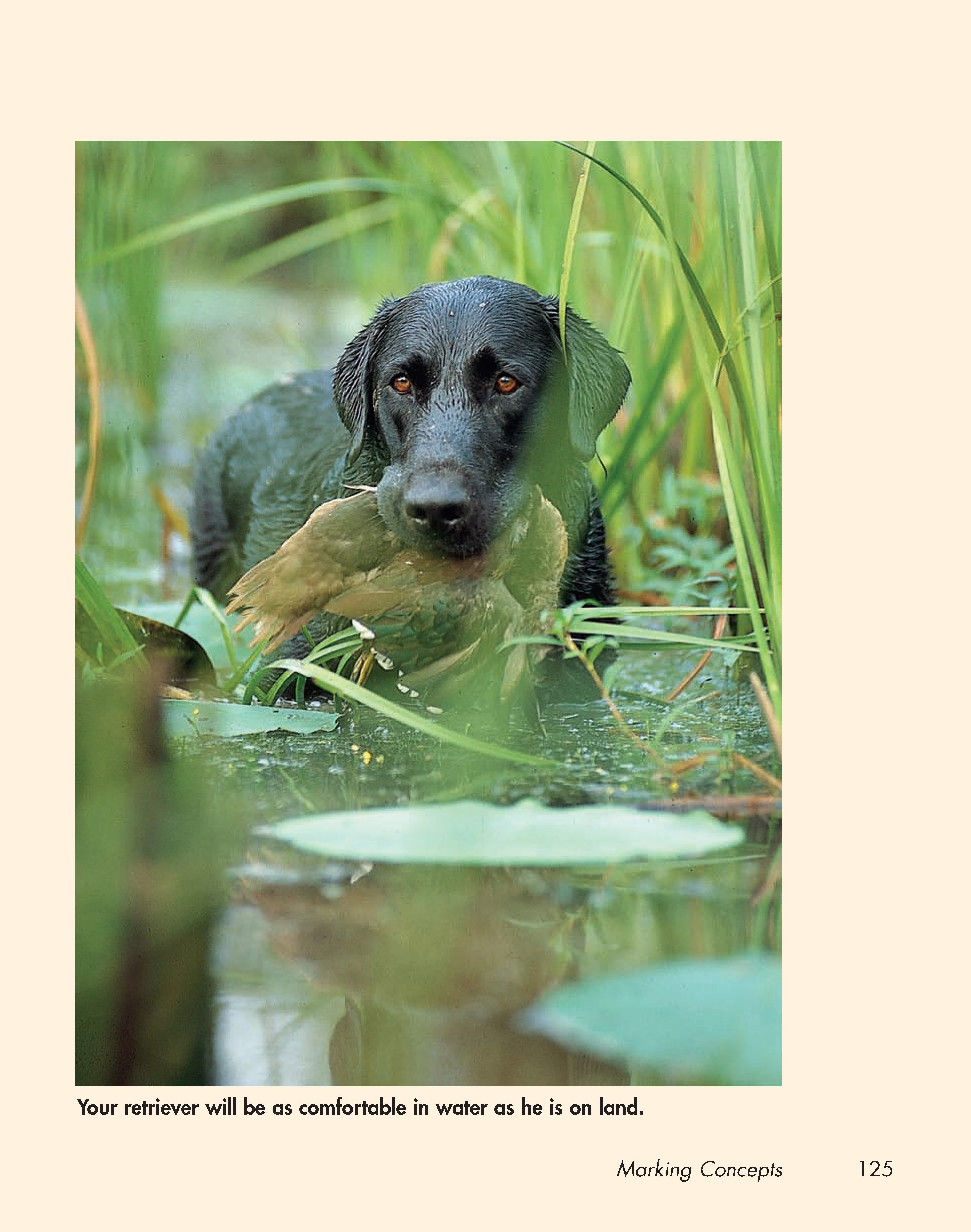 Retriever Madness - Image 6