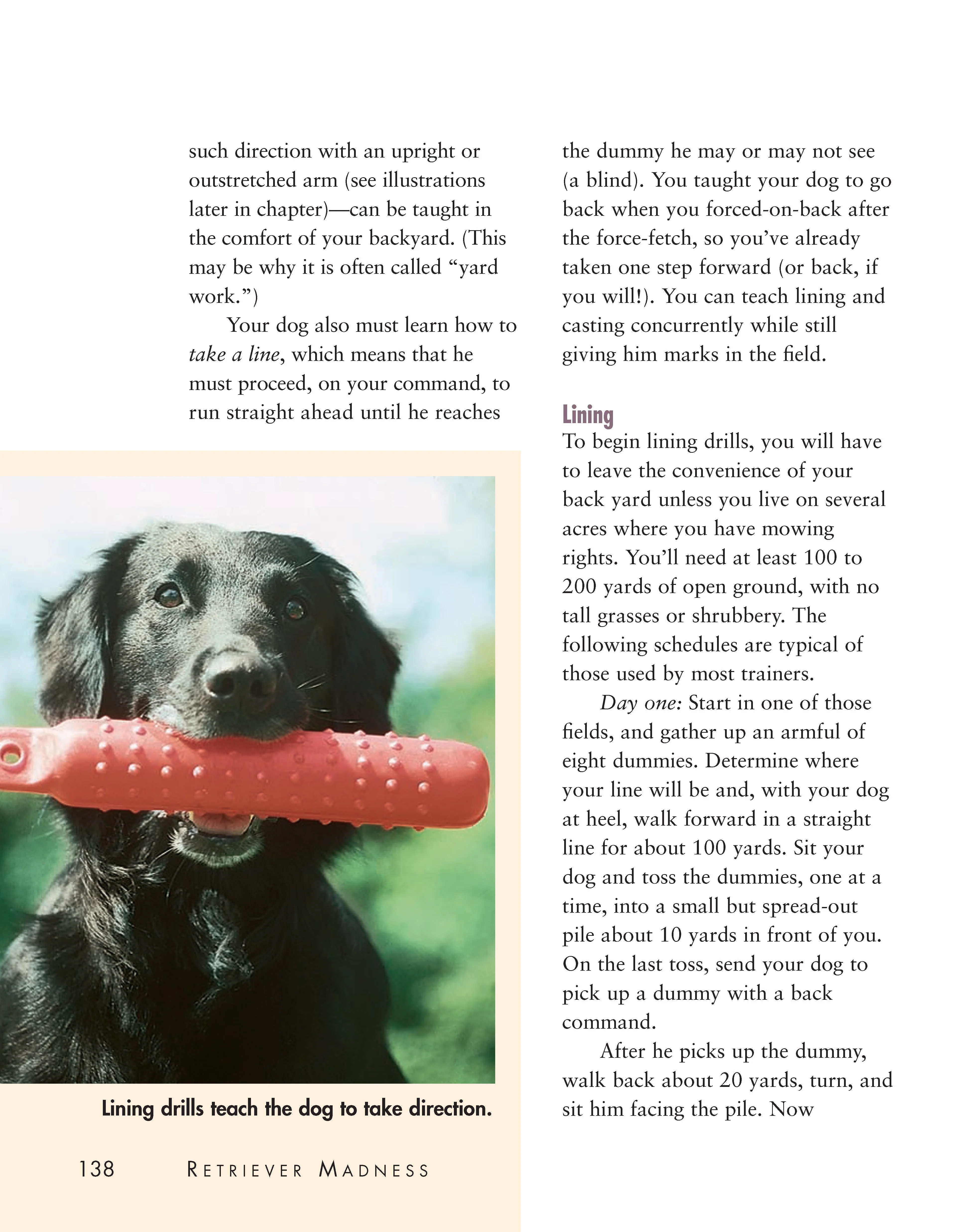 Retriever Madness - Image 7