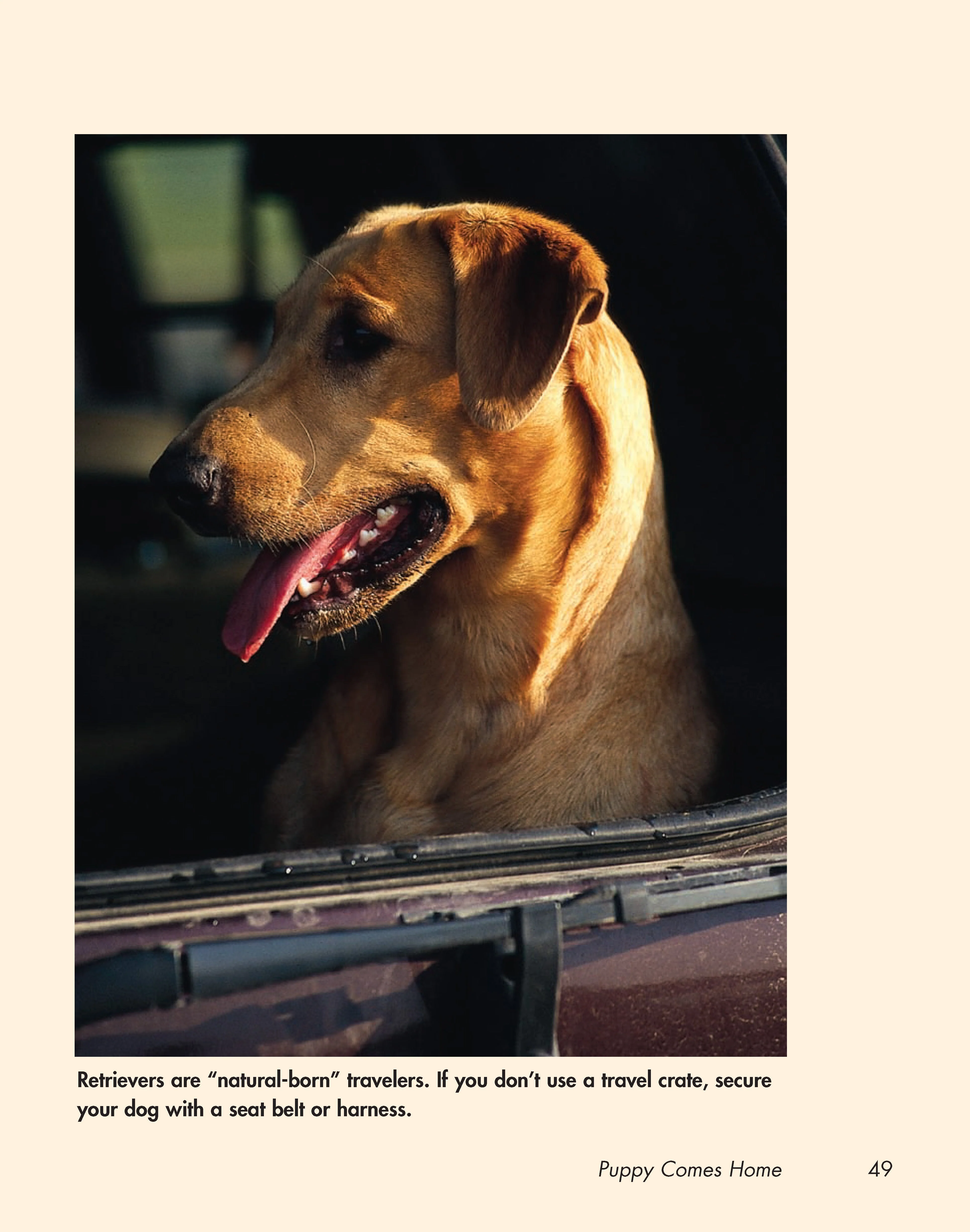 Retriever Madness - Image 8