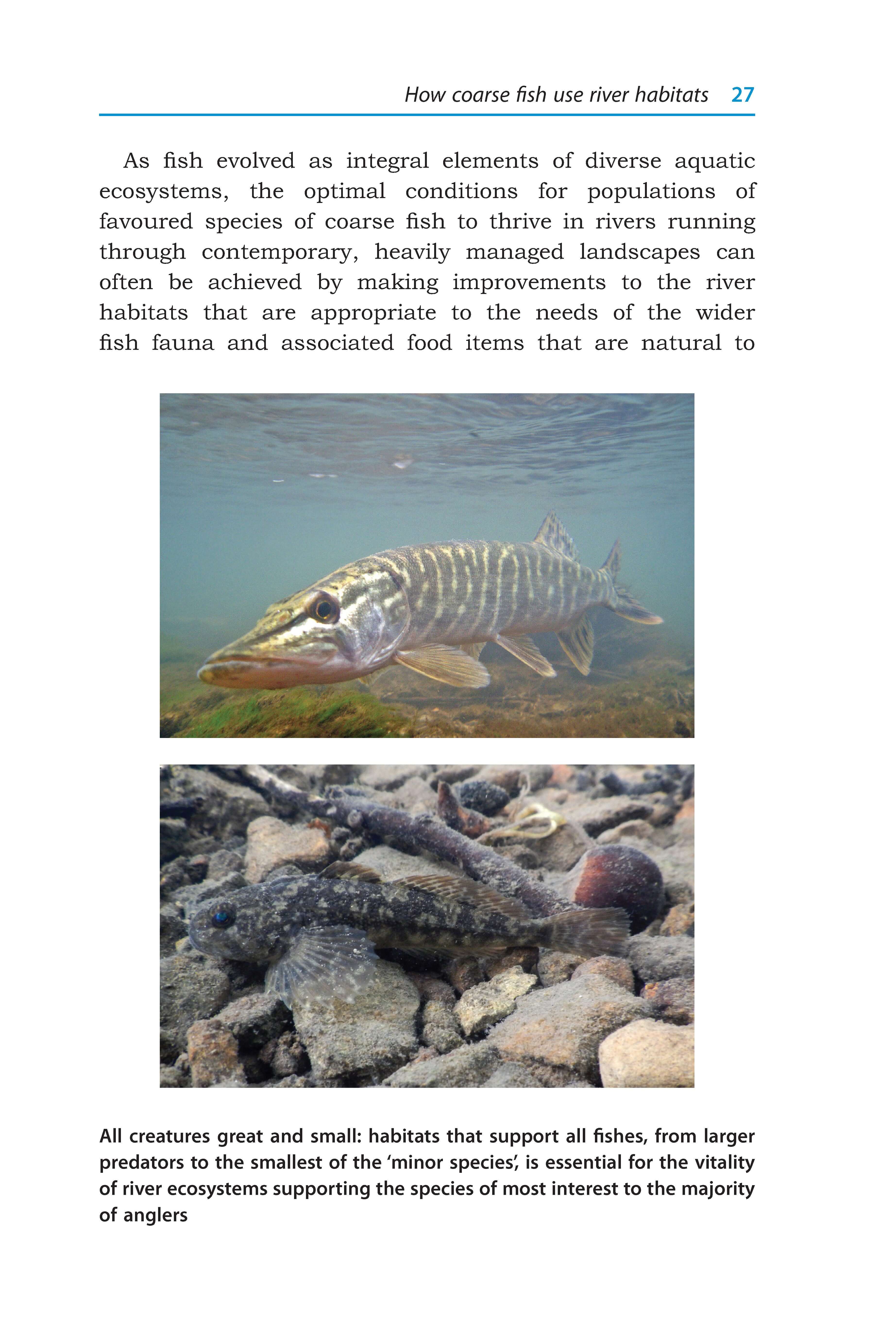 River Habitats for Coarse Fish - Image 5