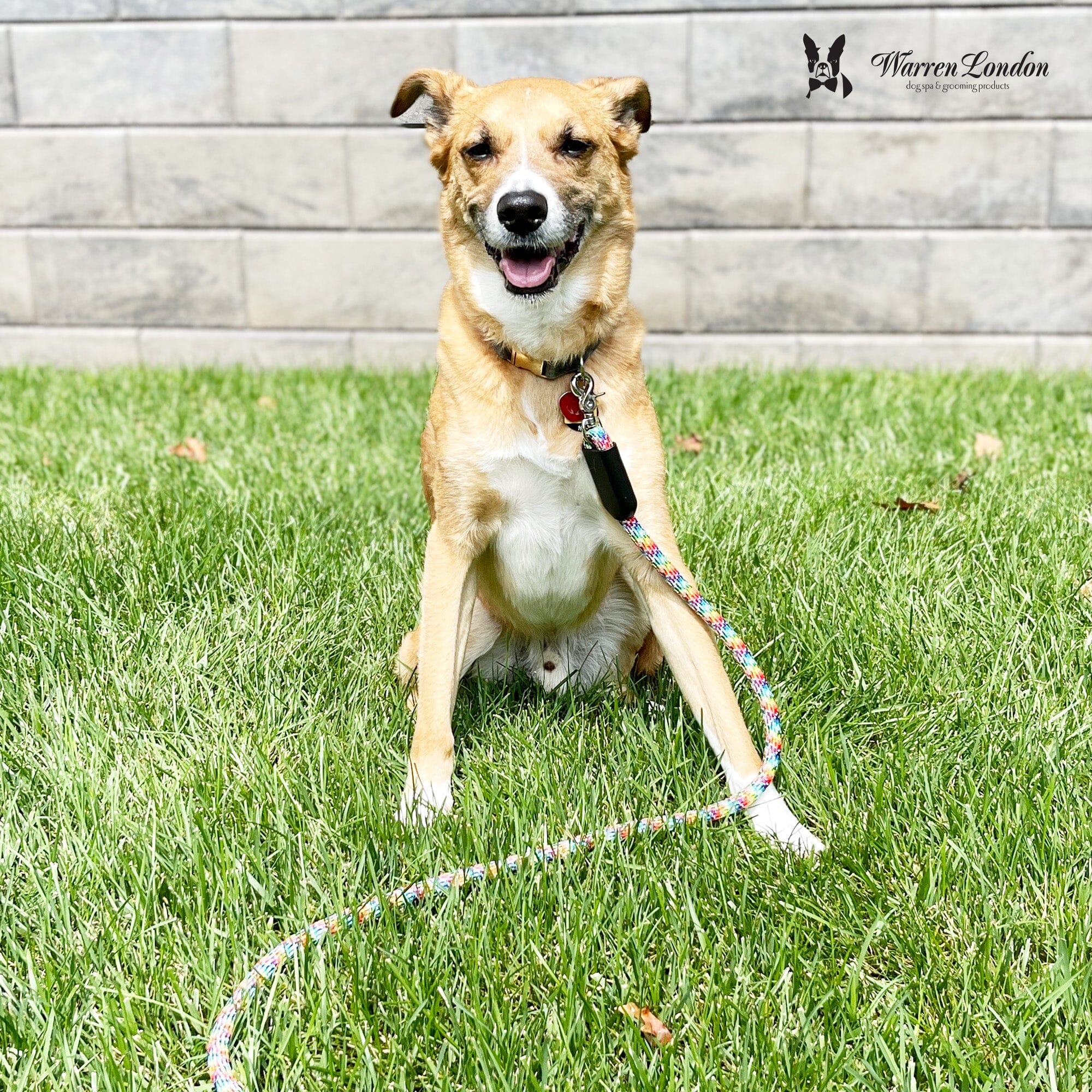 Rope Leash - Rainbow Reflective - Image 5