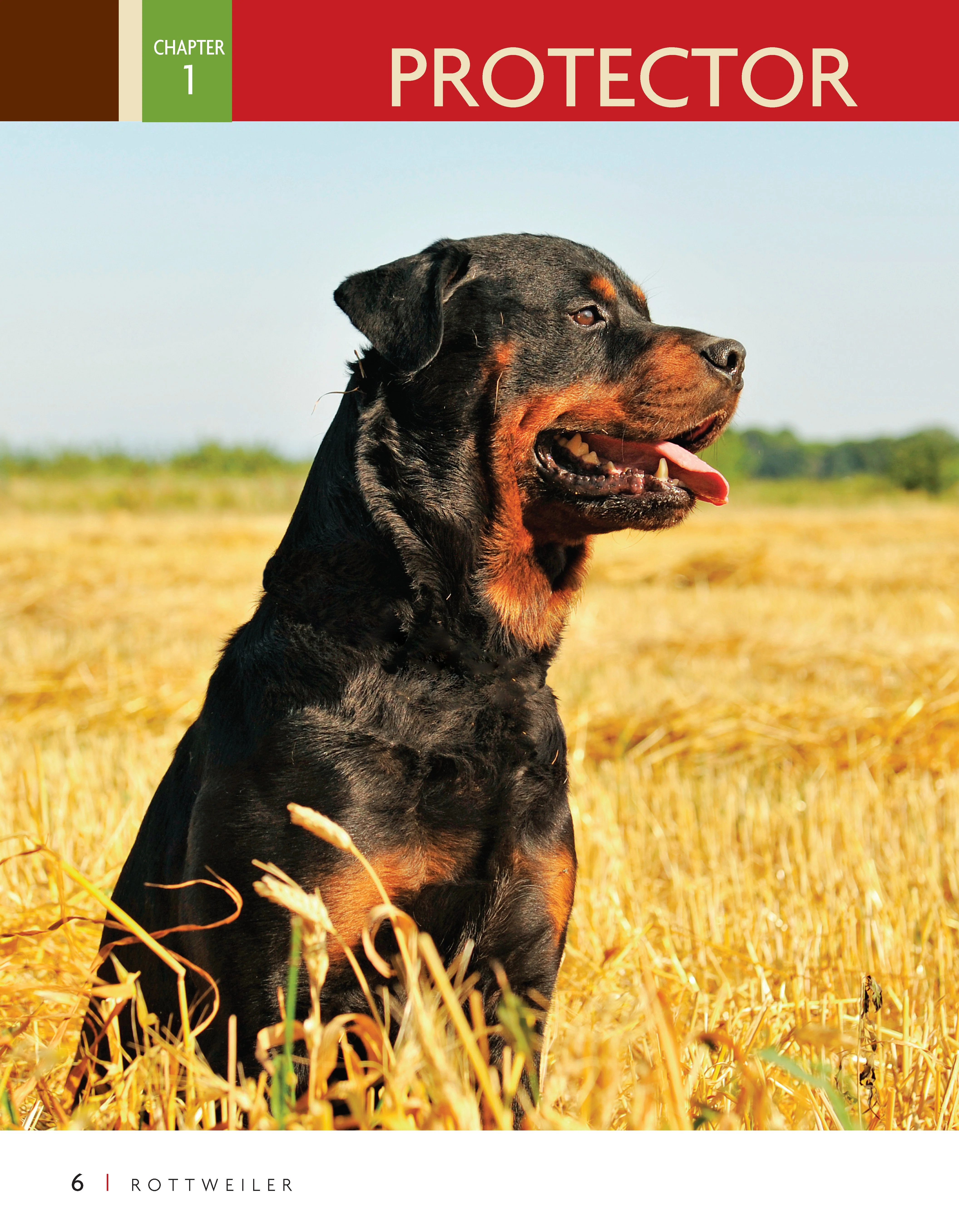 Rottweiler - Image 2