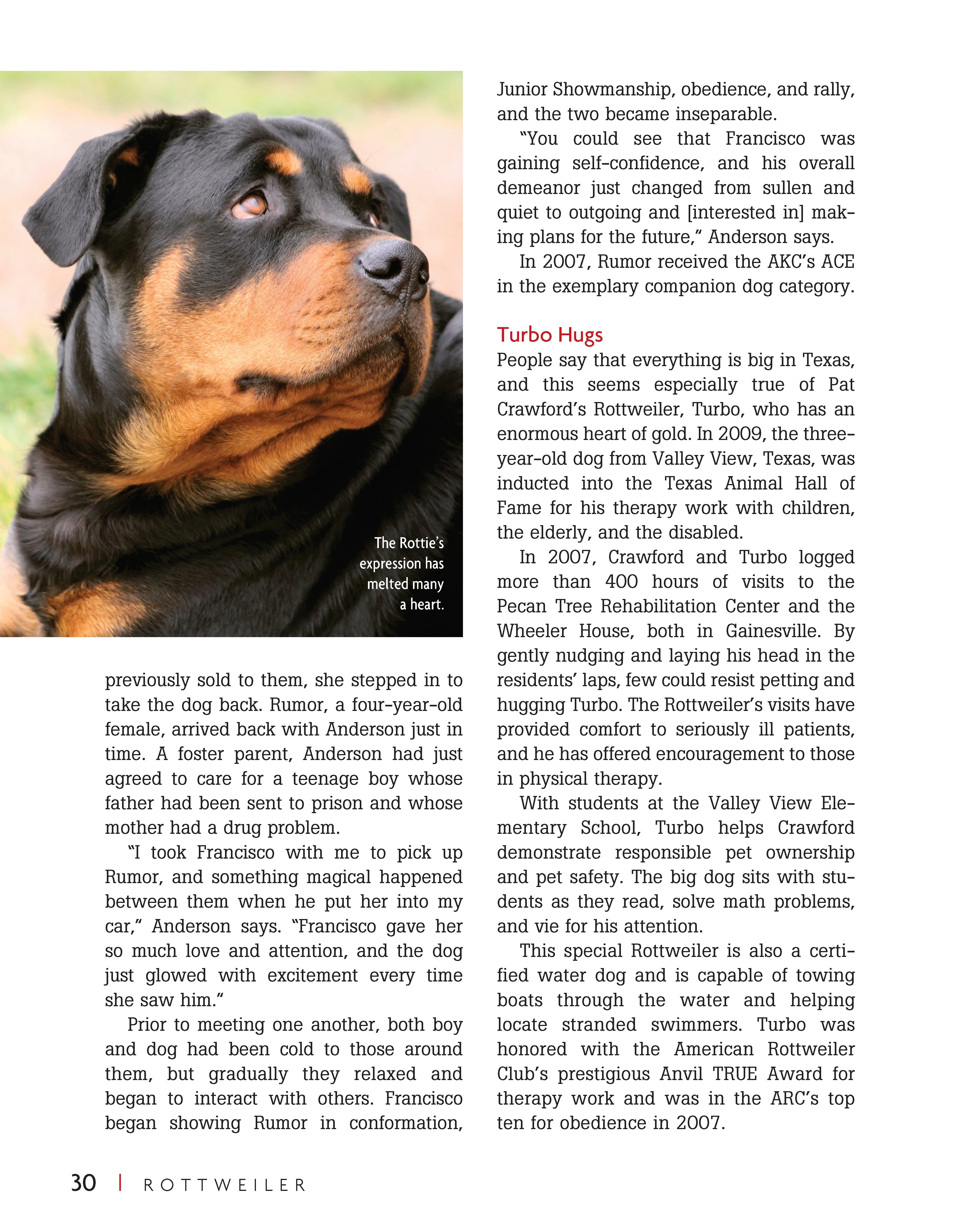 Rottweiler - Image 3