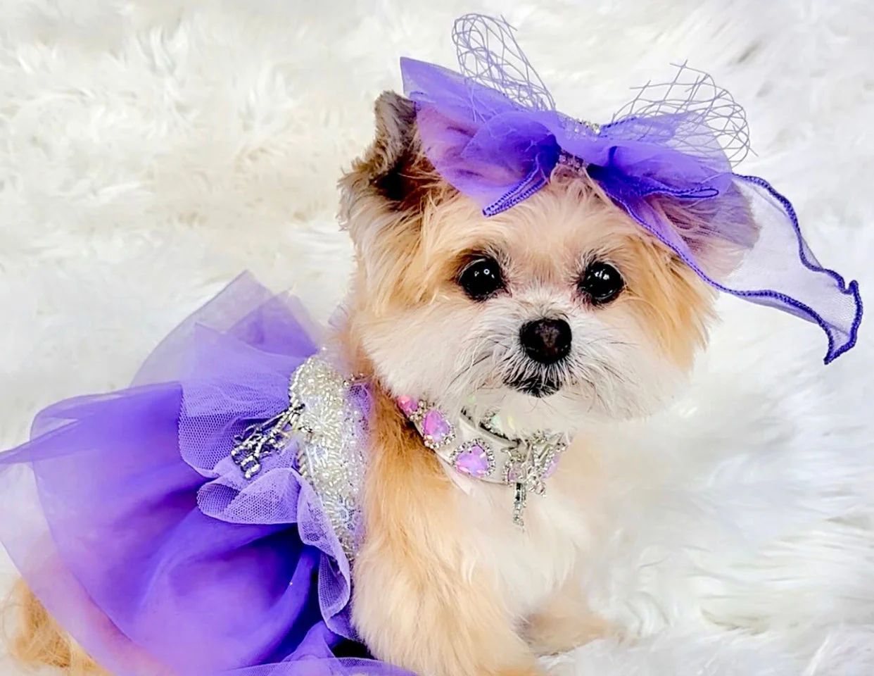 Royal Birthday: La Belle Vie - Image 6