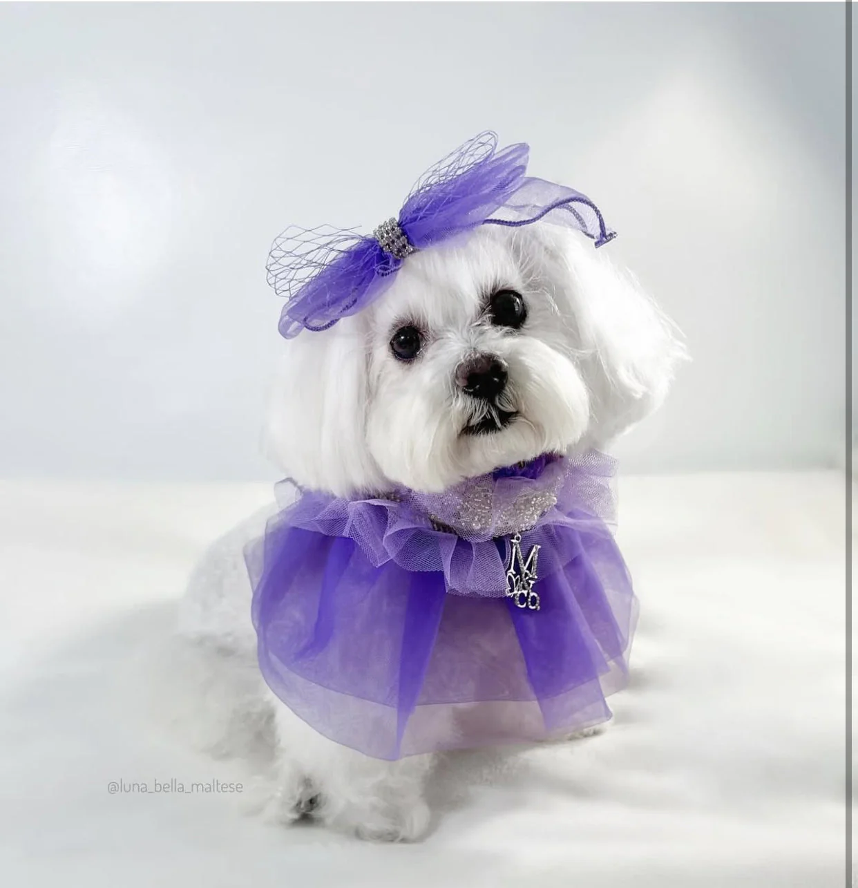Royal Birthday: La Belle Vie - Image 9