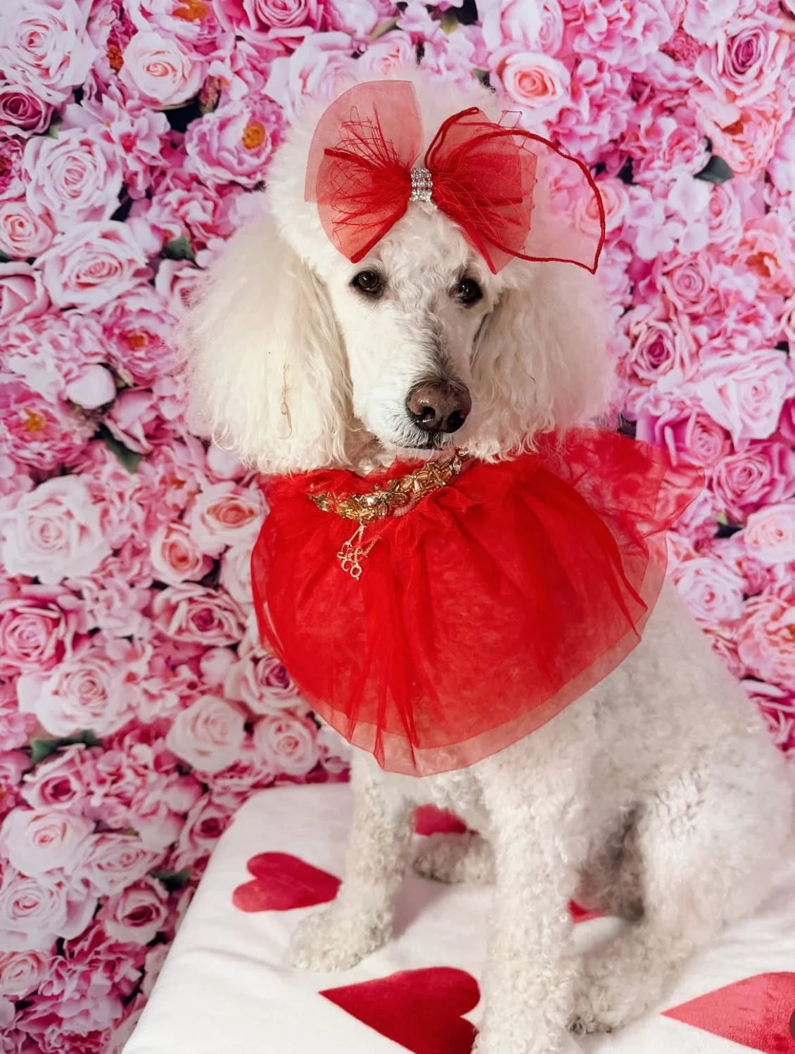 Royal Birthday: My Love - Image 6