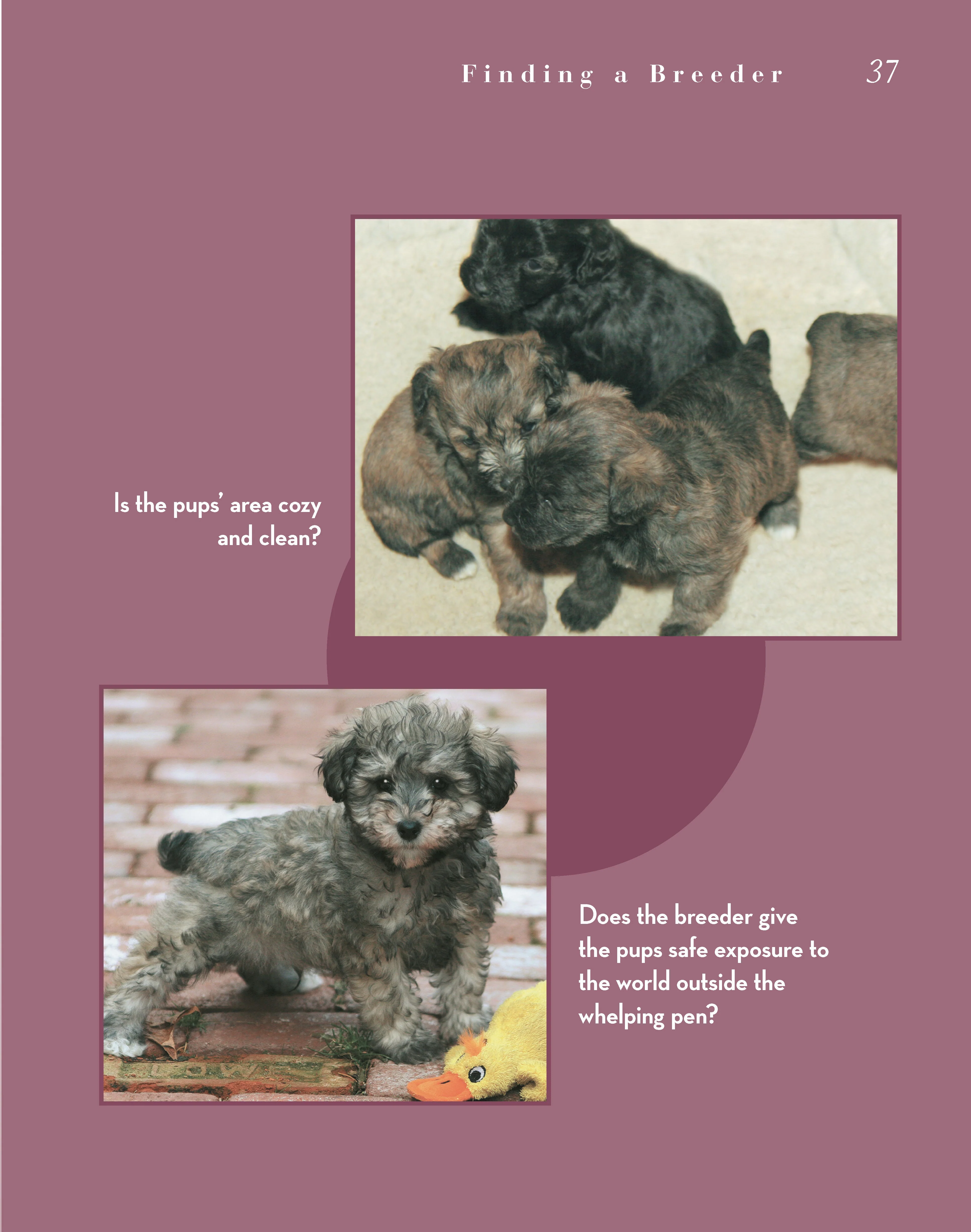 Schnoodle - Image 2