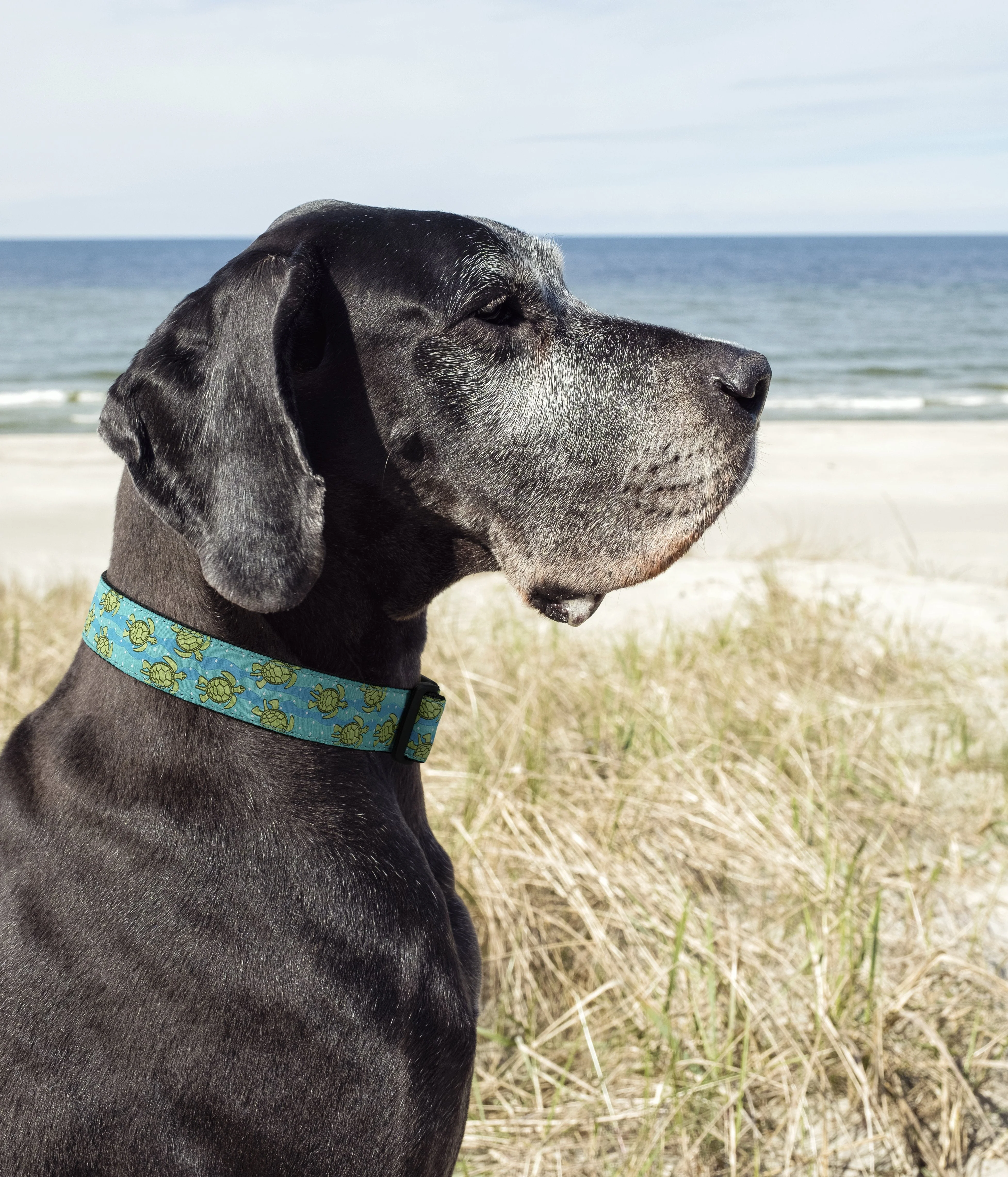 Up Country Sea Turtle Cast Brass Dog Collar - Image 2
