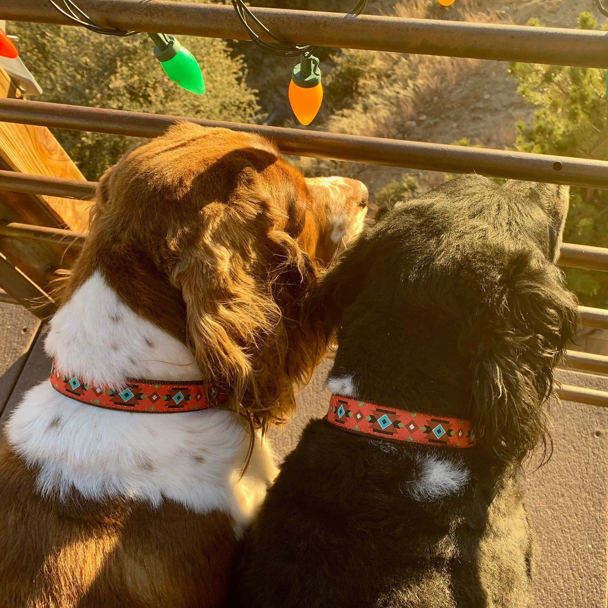 Up Country Sedona Cast Brass Dog Collar - Image 3