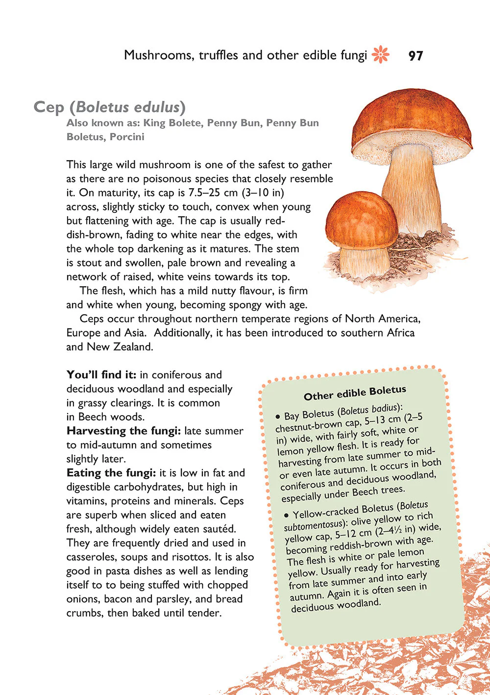 Self-Sufficiency: Foraging for Wild Foods - Image 5