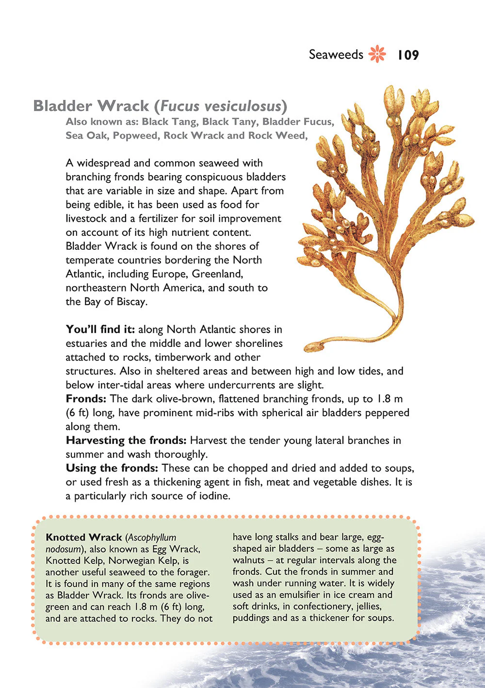 Self-Sufficiency: Foraging for Wild Foods - Image 6