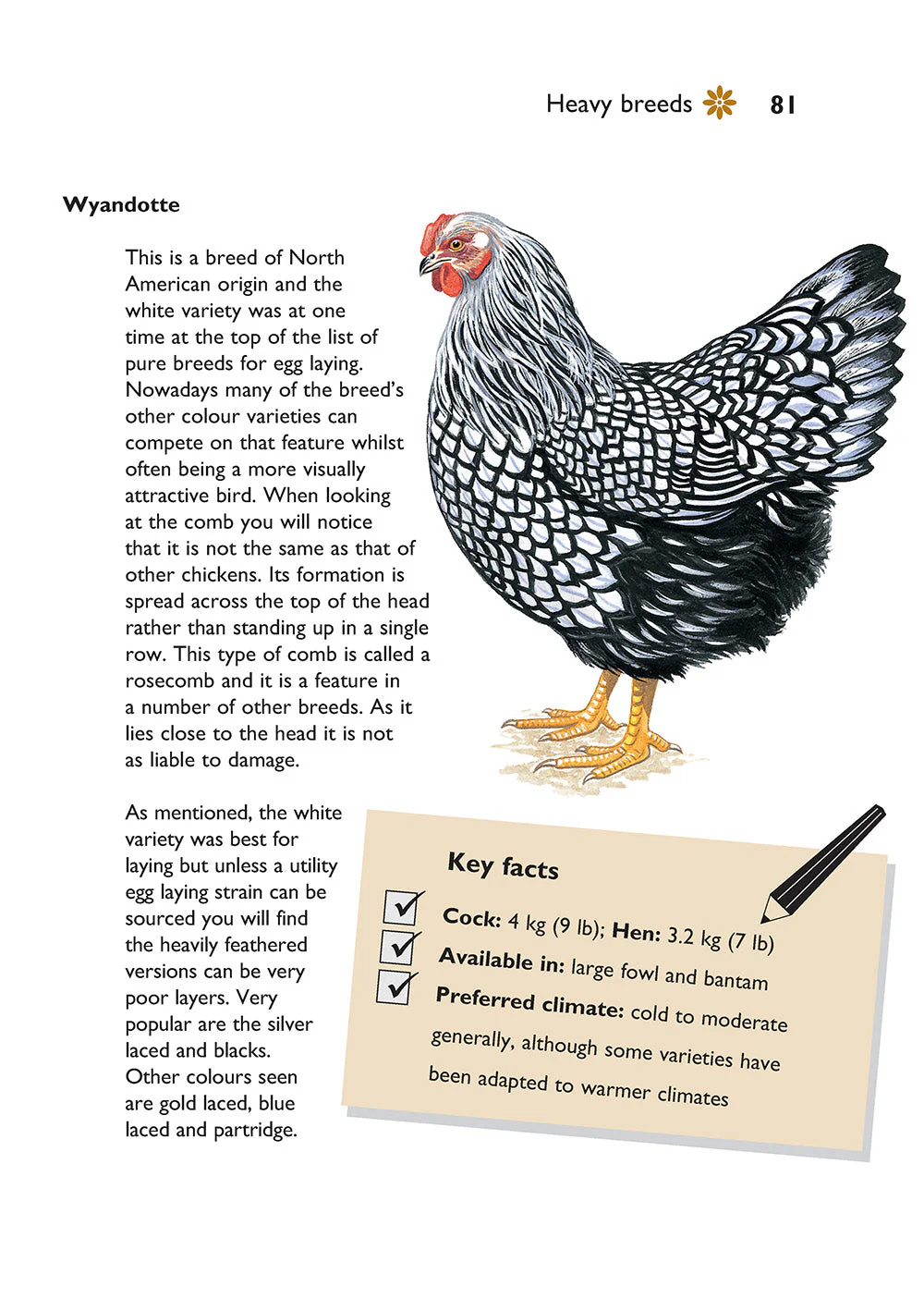 Self-Sufficiency: Hen Keeping - Image 5