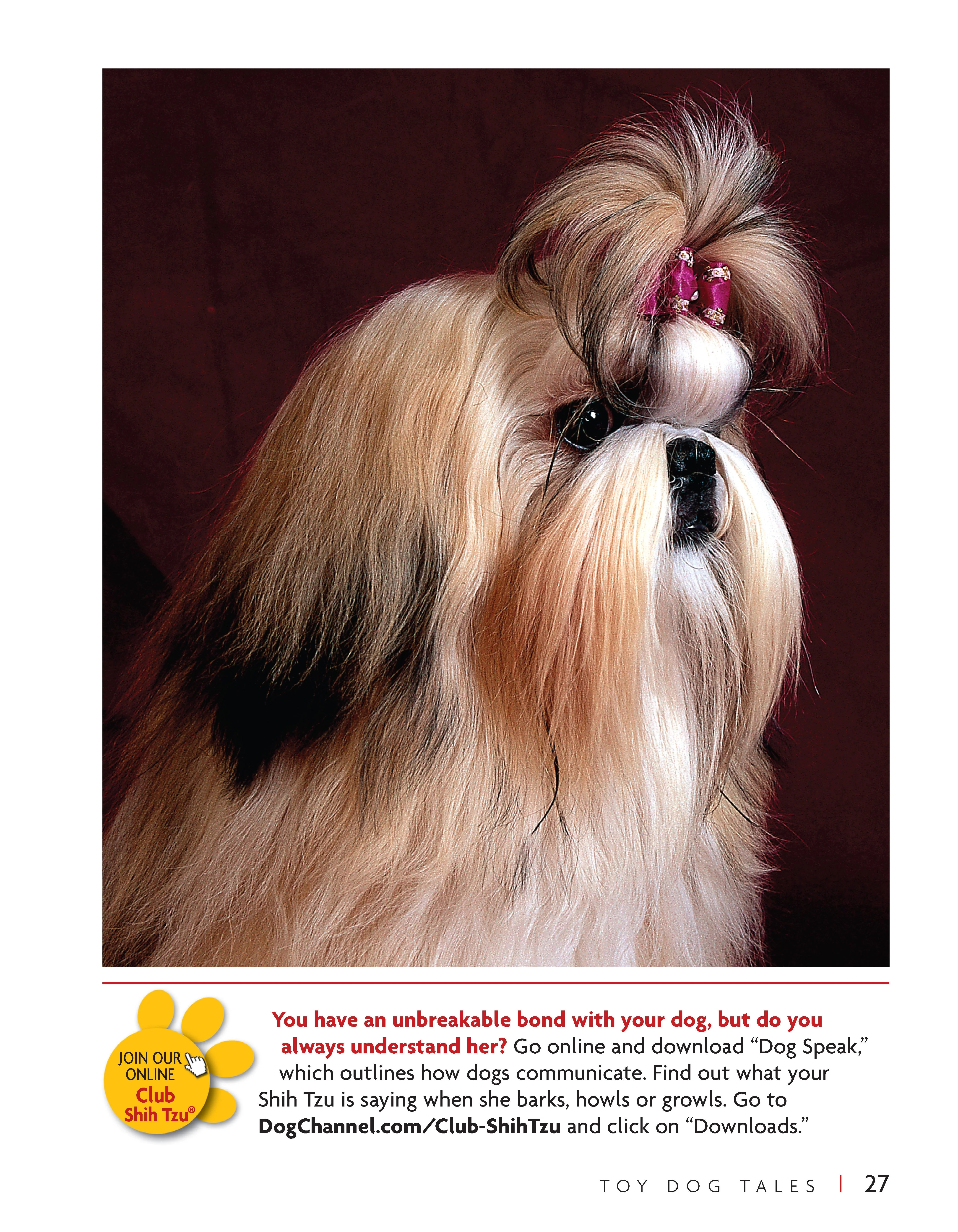 Shih Tzu - Image 6