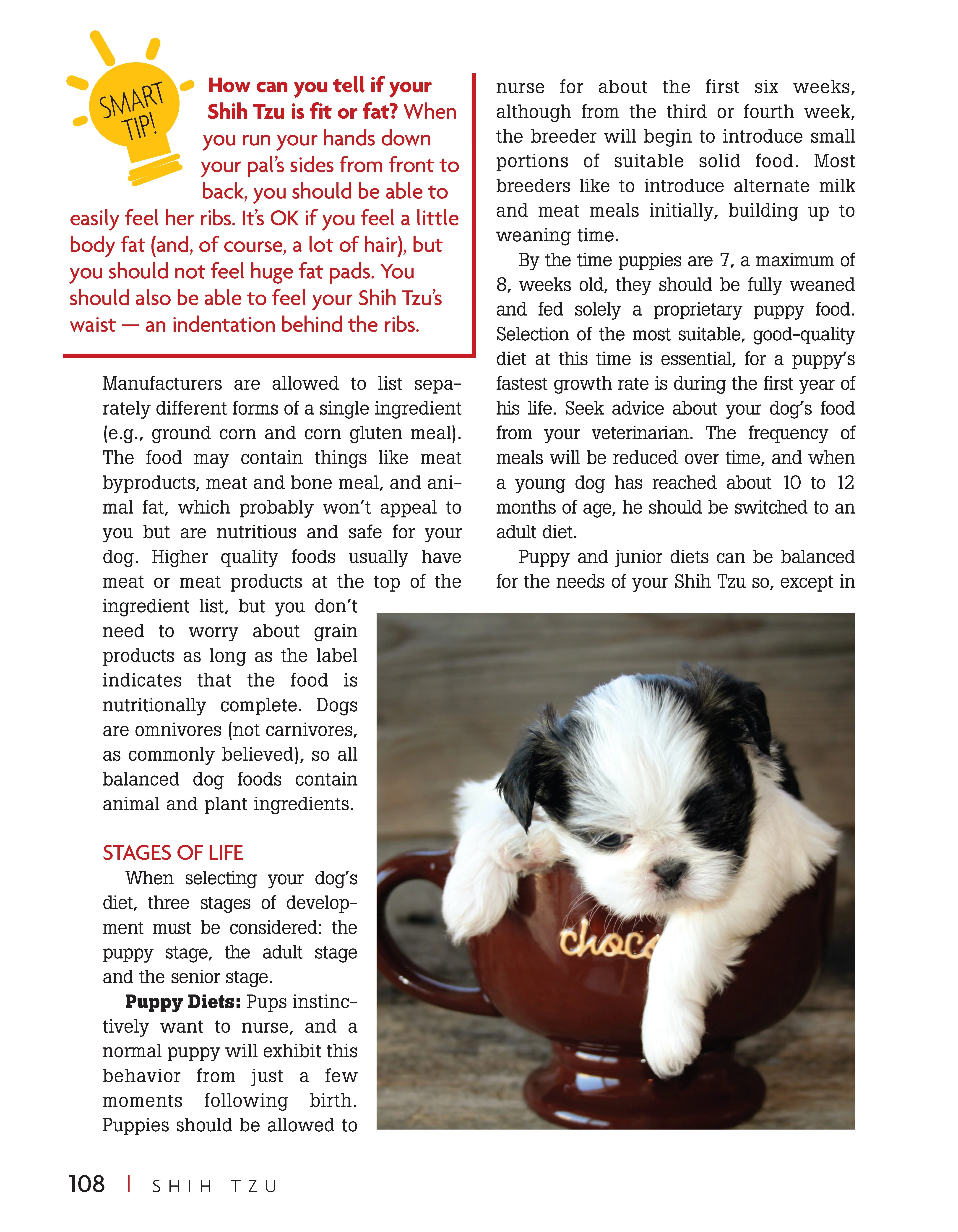 Shih Tzu - Image 9