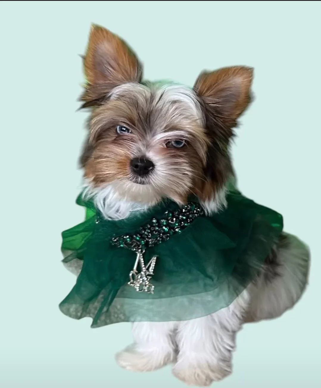 Signature: Green with Envy - Image 4