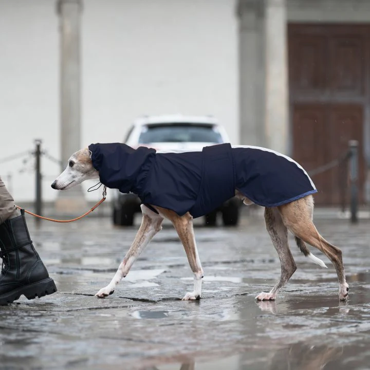 Sketches Raincoat for Greyhounds - Image 6