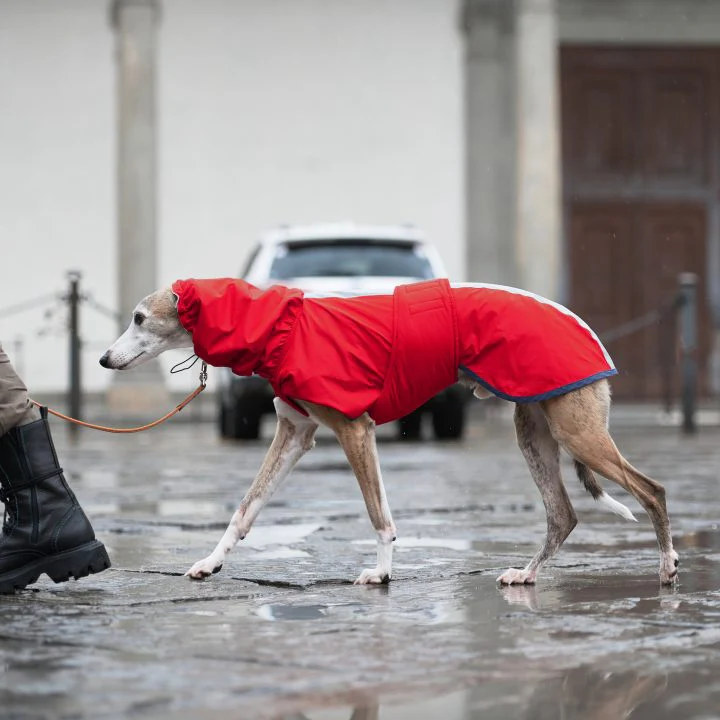 Sketches Raincoat for Greyhounds - Image 8