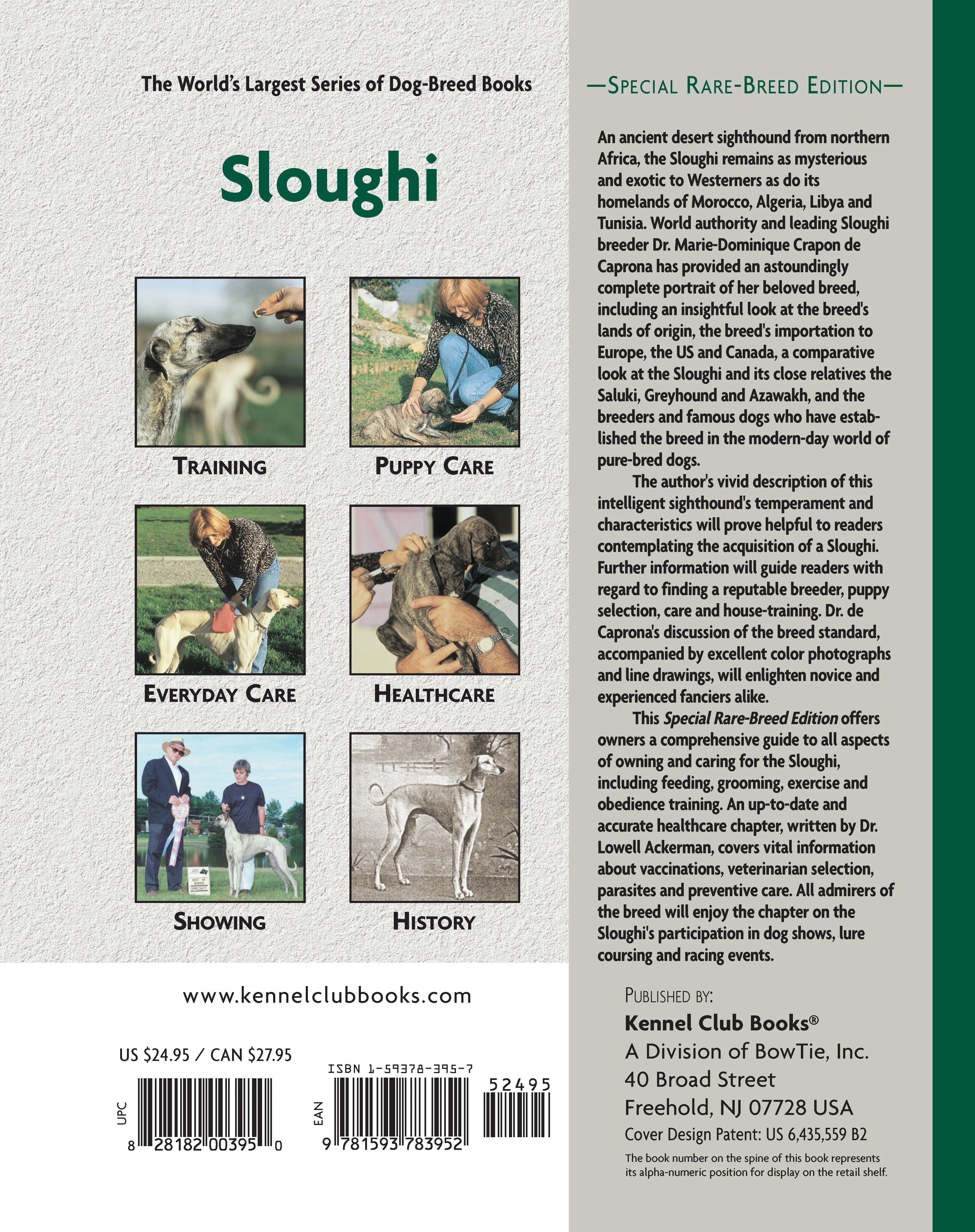 Sloughi - Image 2