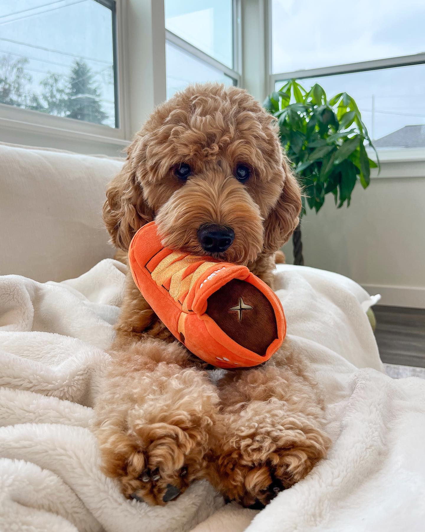Pet Toy: SNEAKERS SHOE INTERACTIVE DOG TOY - Image 6