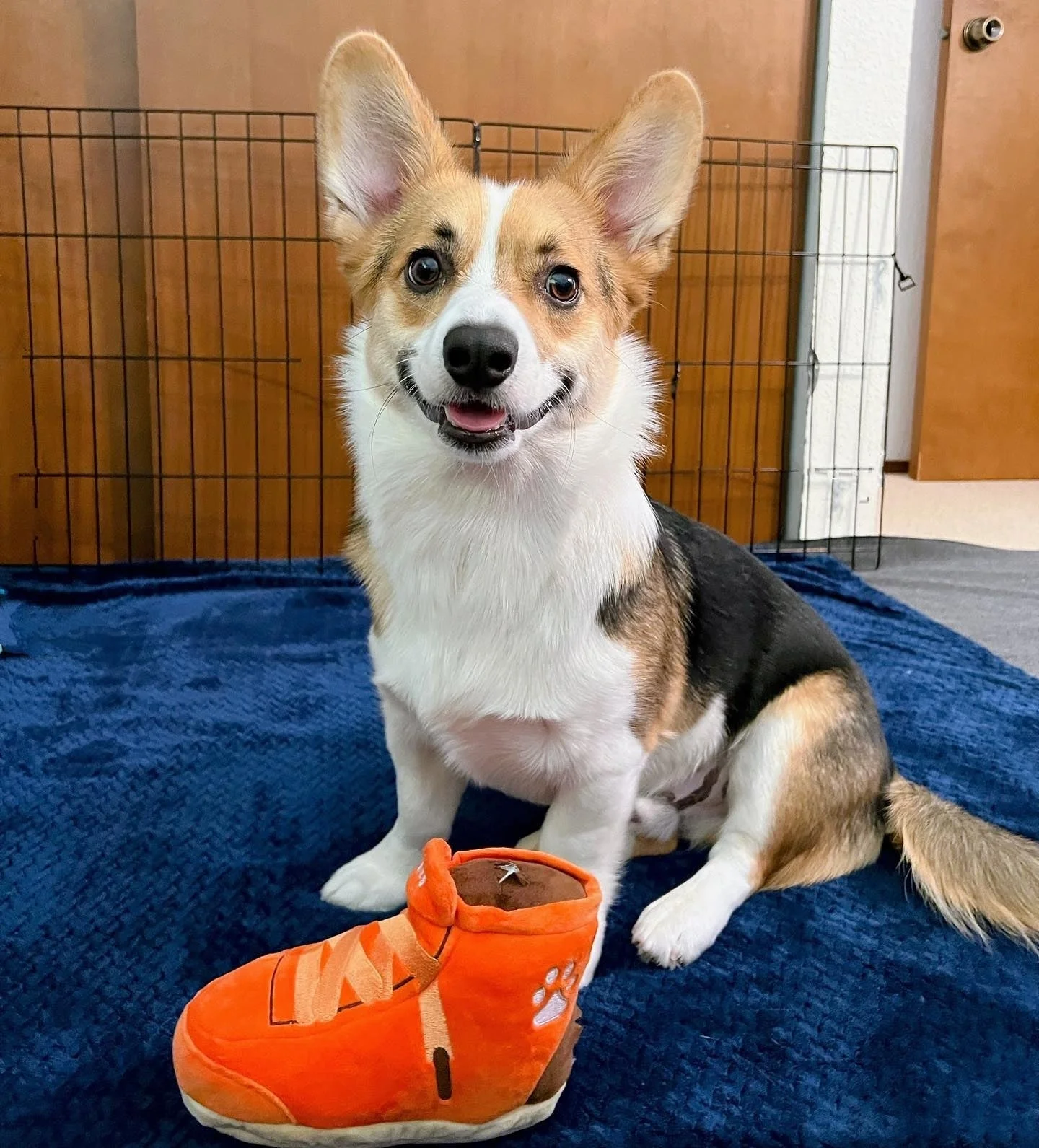 Pet Toy: SNEAKERS SHOE INTERACTIVE DOG TOY - Image 8