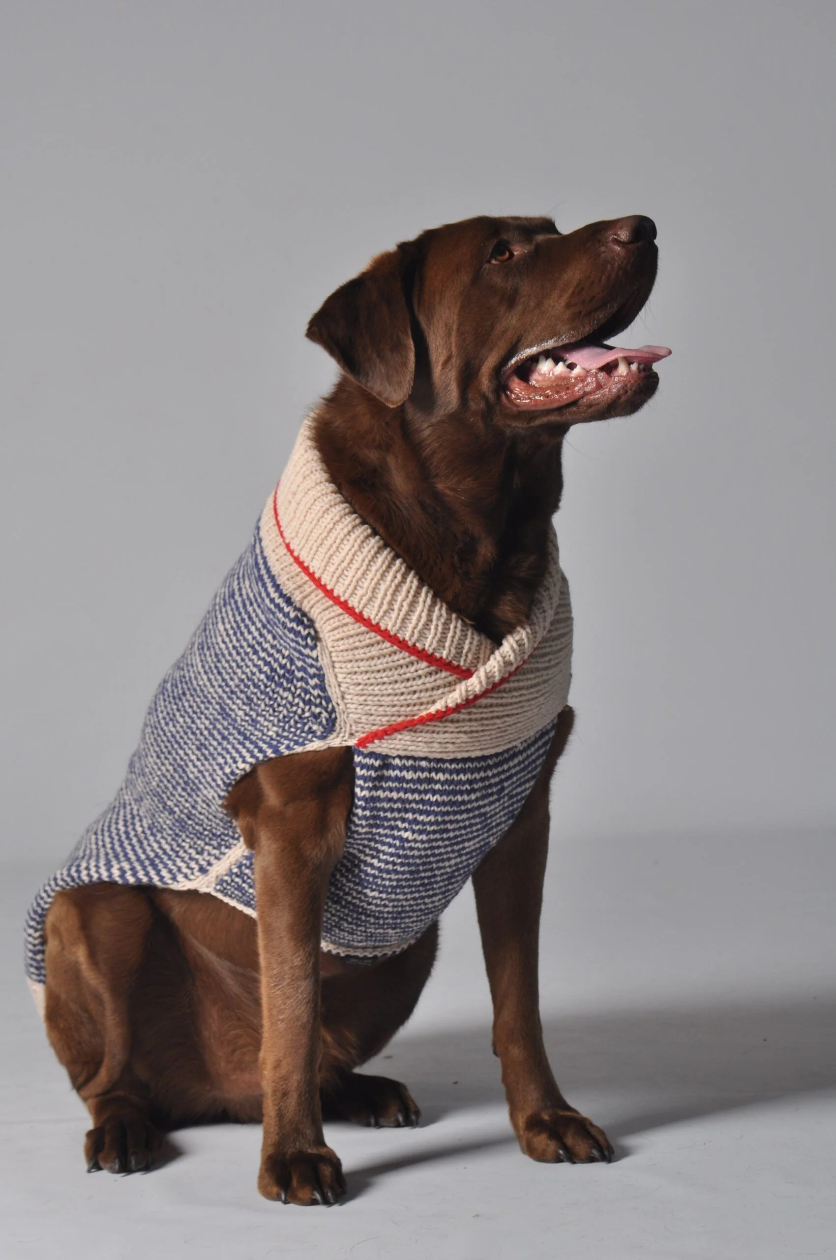 Spencer Wool Dog Sweater - Image 4