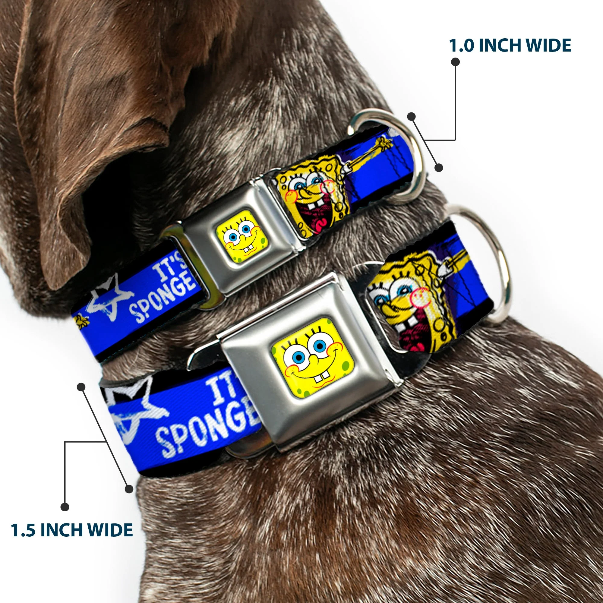 SpongeBob Face CLOSE-UP Full Color Seatbelt Buckle Collar - SpongeBob Pose IT'S SPONGEBOB! Stripe Black/Blue/White - Image 2