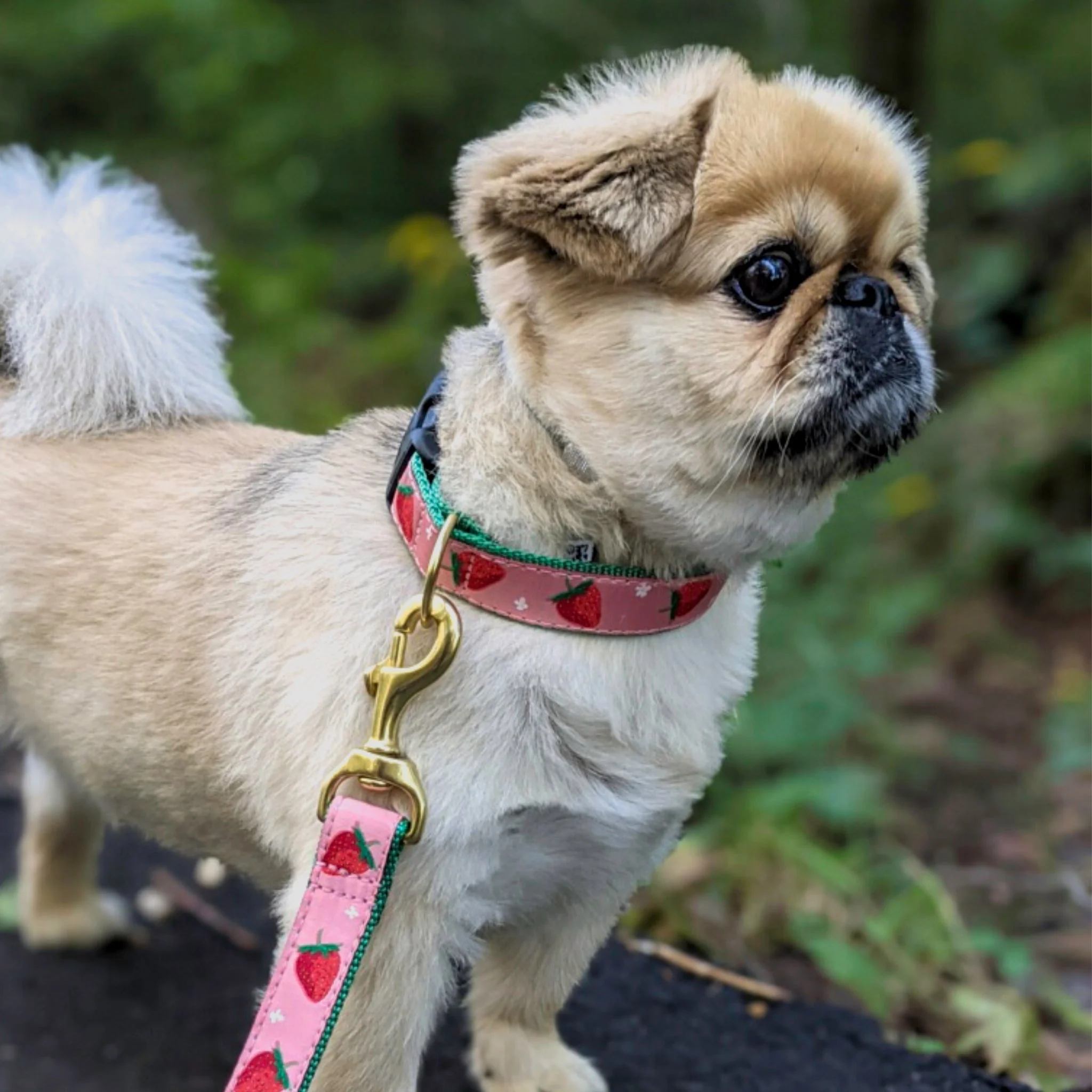Up Country Strawberry Fields Cast Brass Dog Collar - Image 3