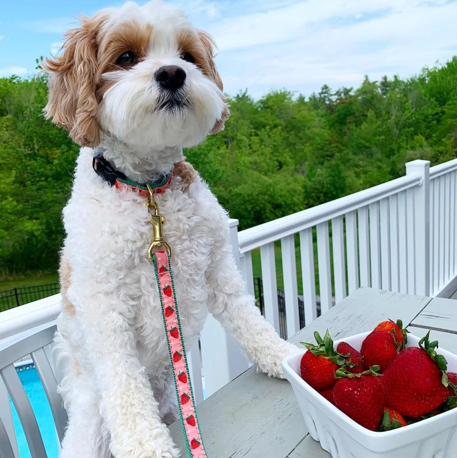 Up Country Strawberry Fields Cast Brass Dog Leash - Image 2