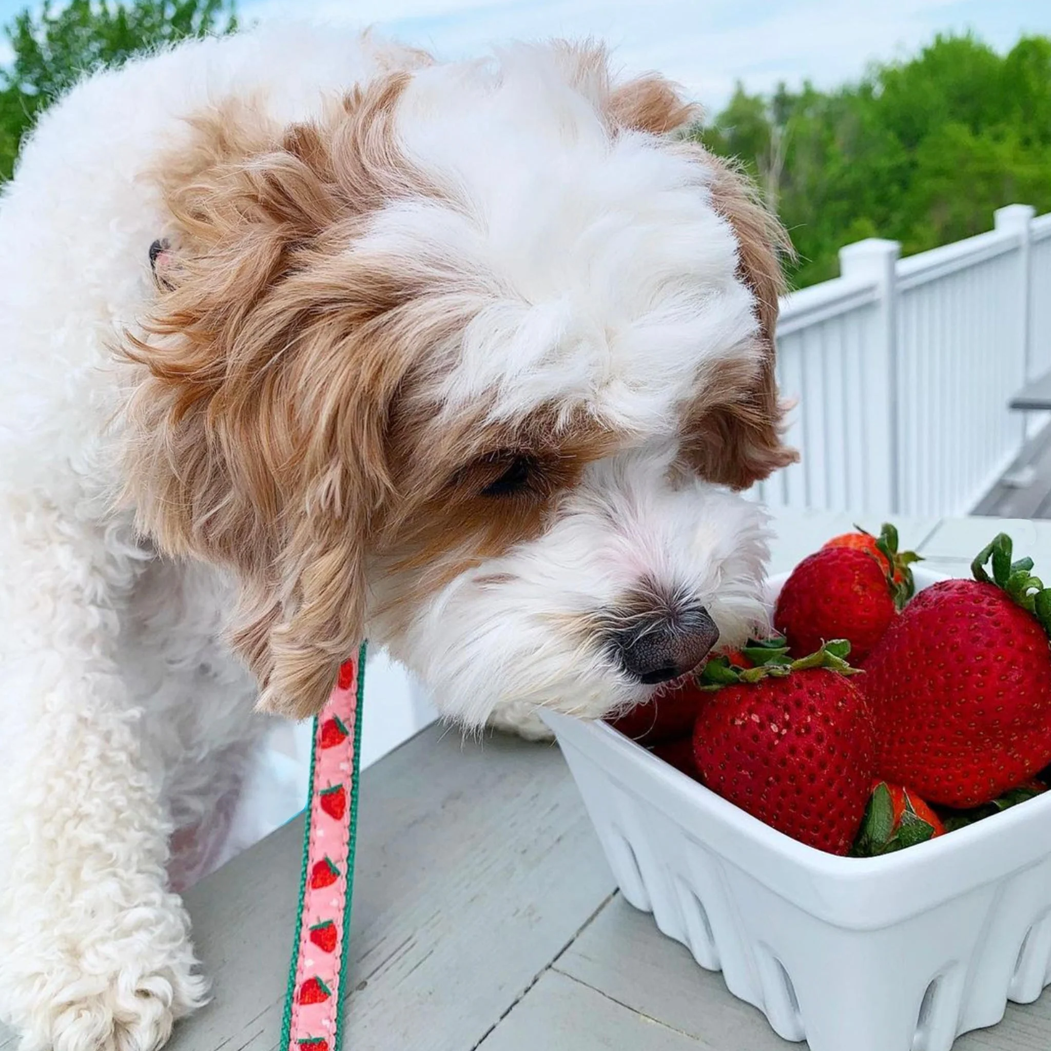 Up Country Strawberry Fields Made in USA Dog Leash - Image 2