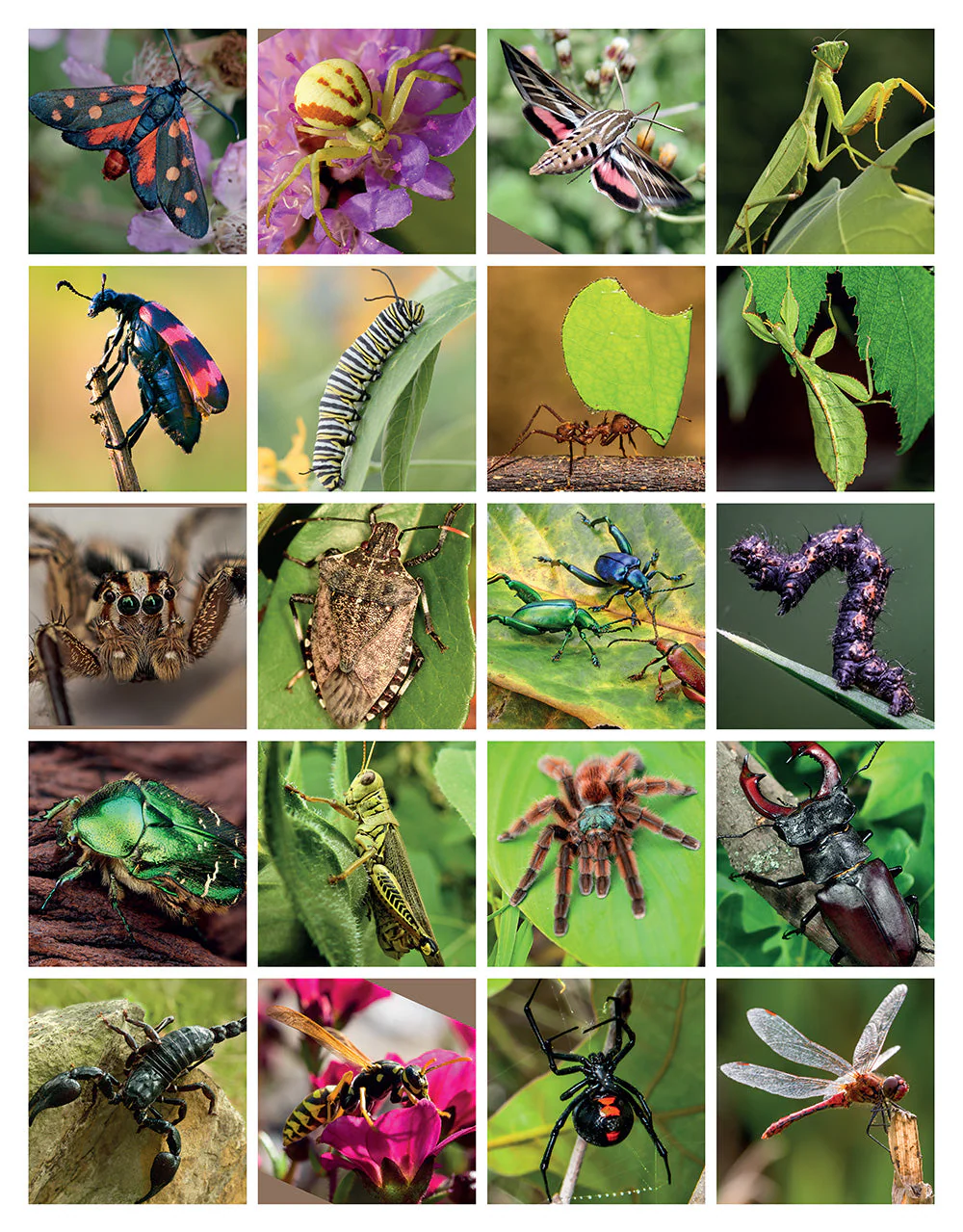 Super Cool Bugs and Spiders Coloring Book - Image 4