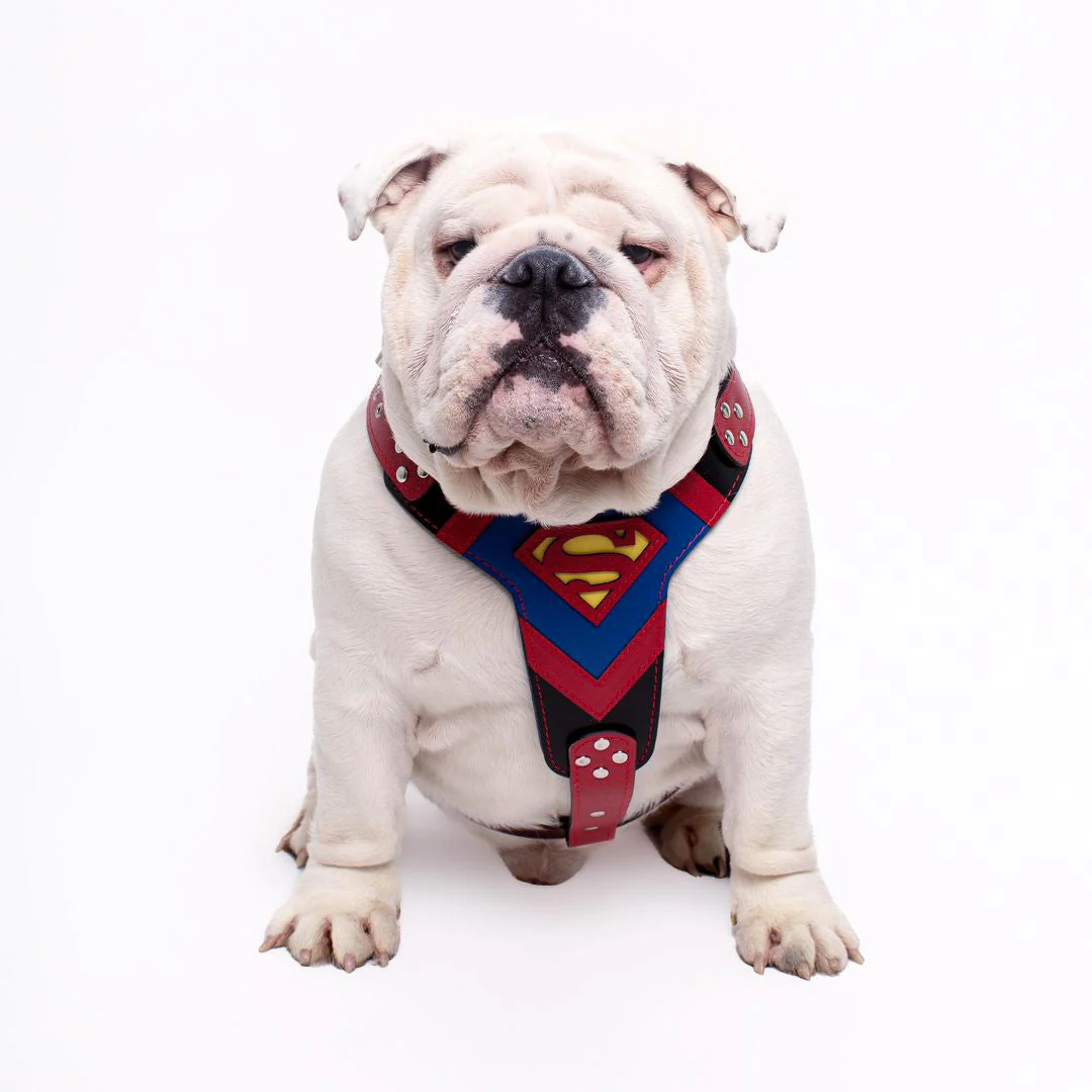 Bestia Dog Gear Genuine Leather Dog Harness - M - Image 3