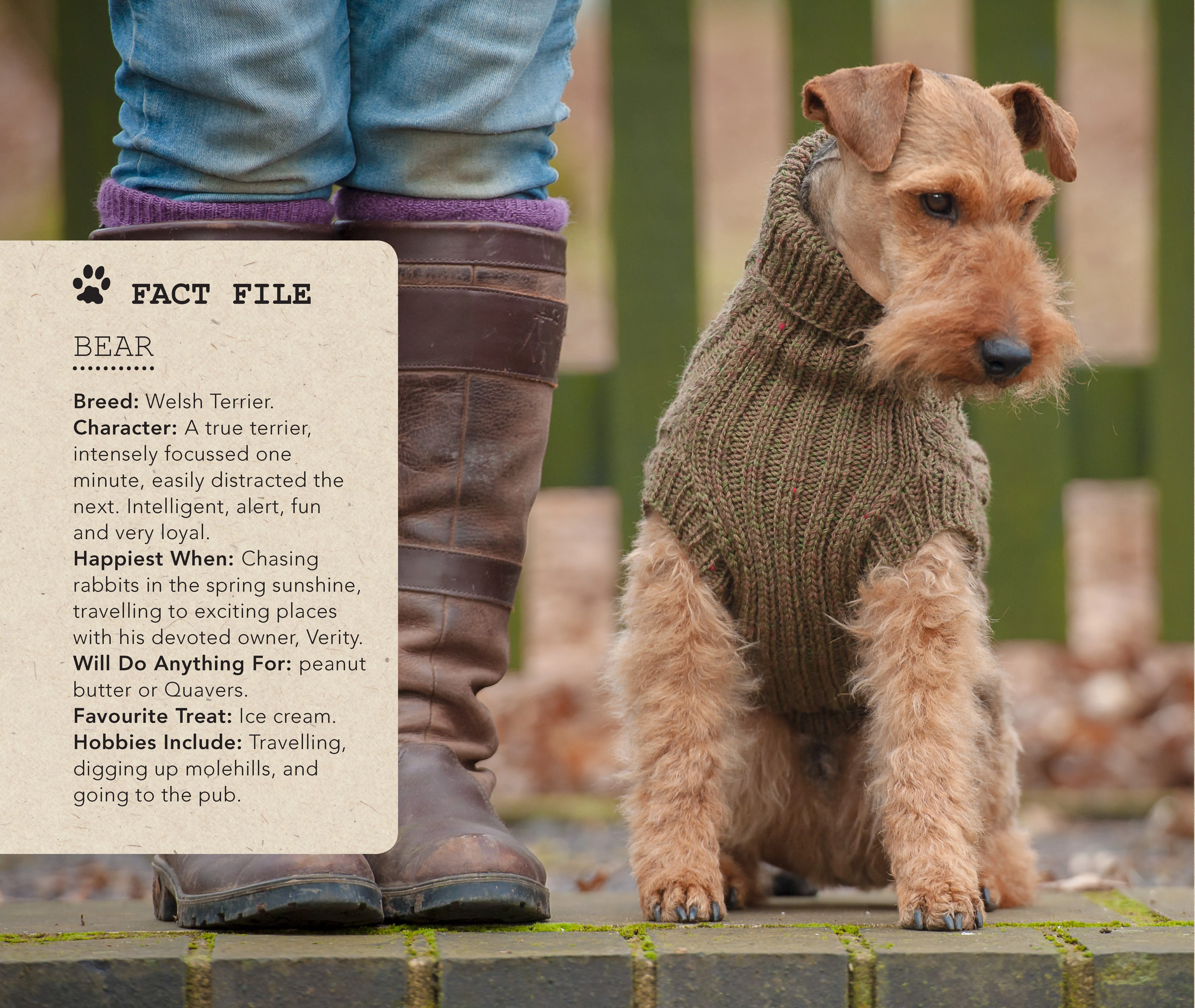 Sweaters for Dogs - Image 6