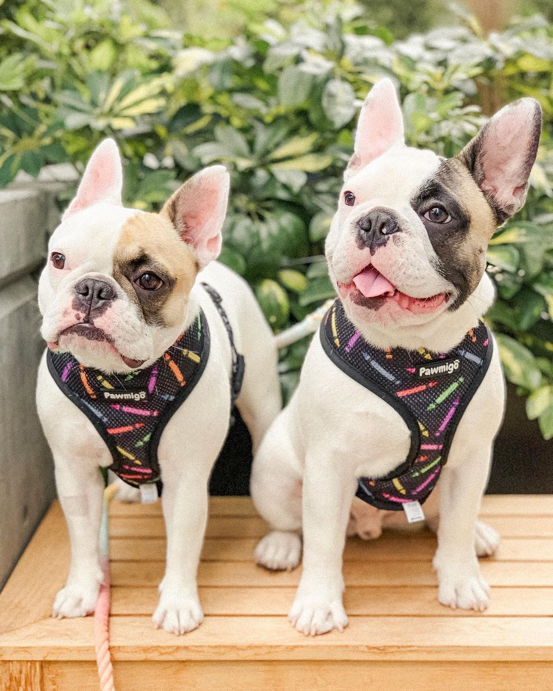 Teachers Pet Reversible Harness - Image 2