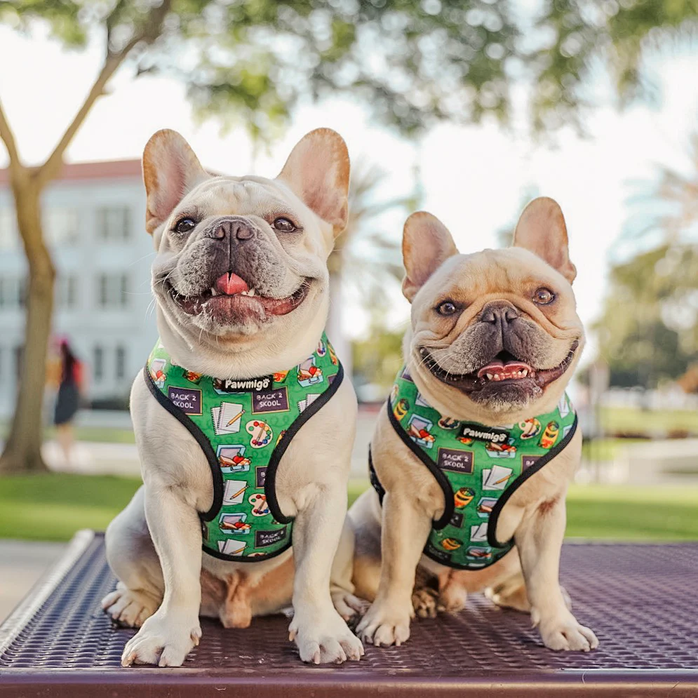 Teachers Pet Reversible Harness - Image 3