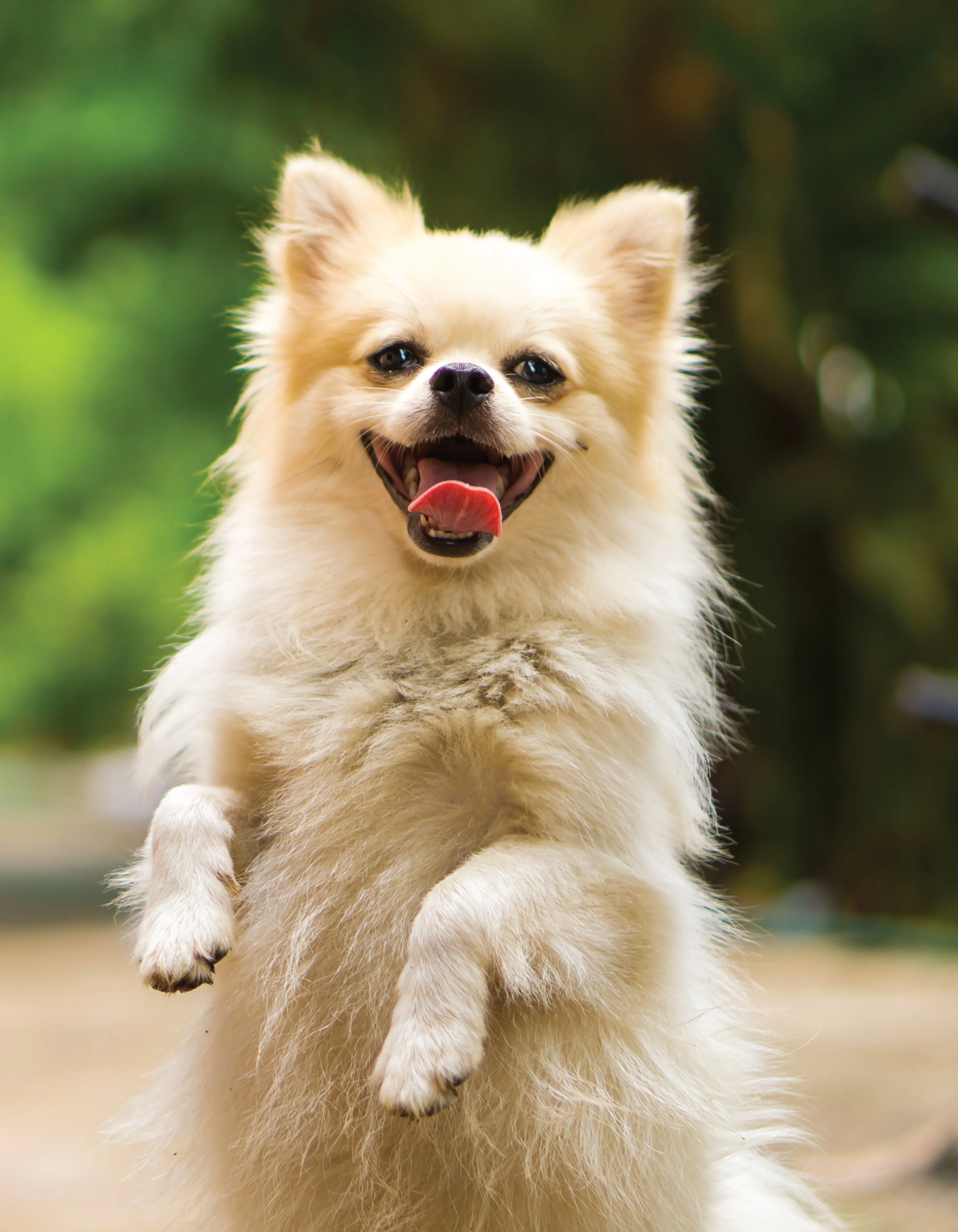 The Allergic Pet - Image 2