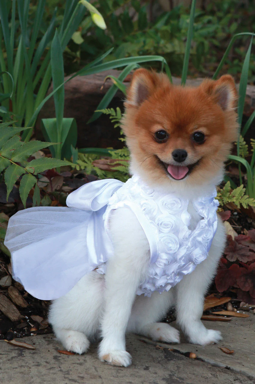 The Bianca Rose Ribbon Dog Dress - Image 4