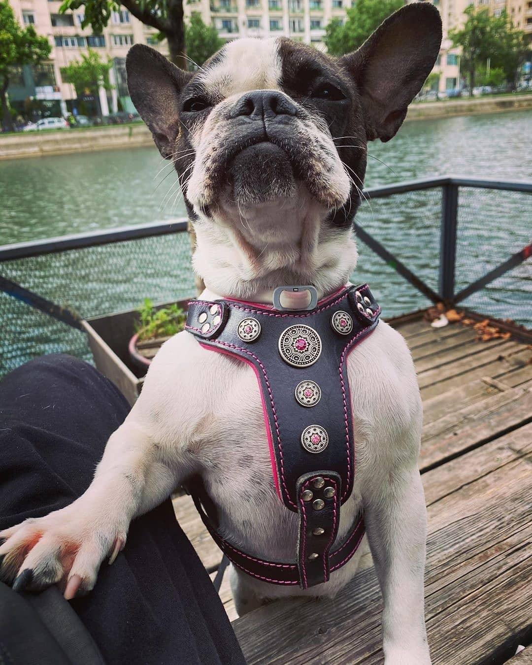 Bestia Dog Gear Genuine Leather Dog Harness - Black - Image 2
