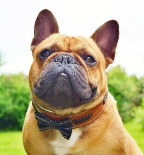 Bestia Dog Gear Genuine Leather Dog Collar - Brown - Image 2