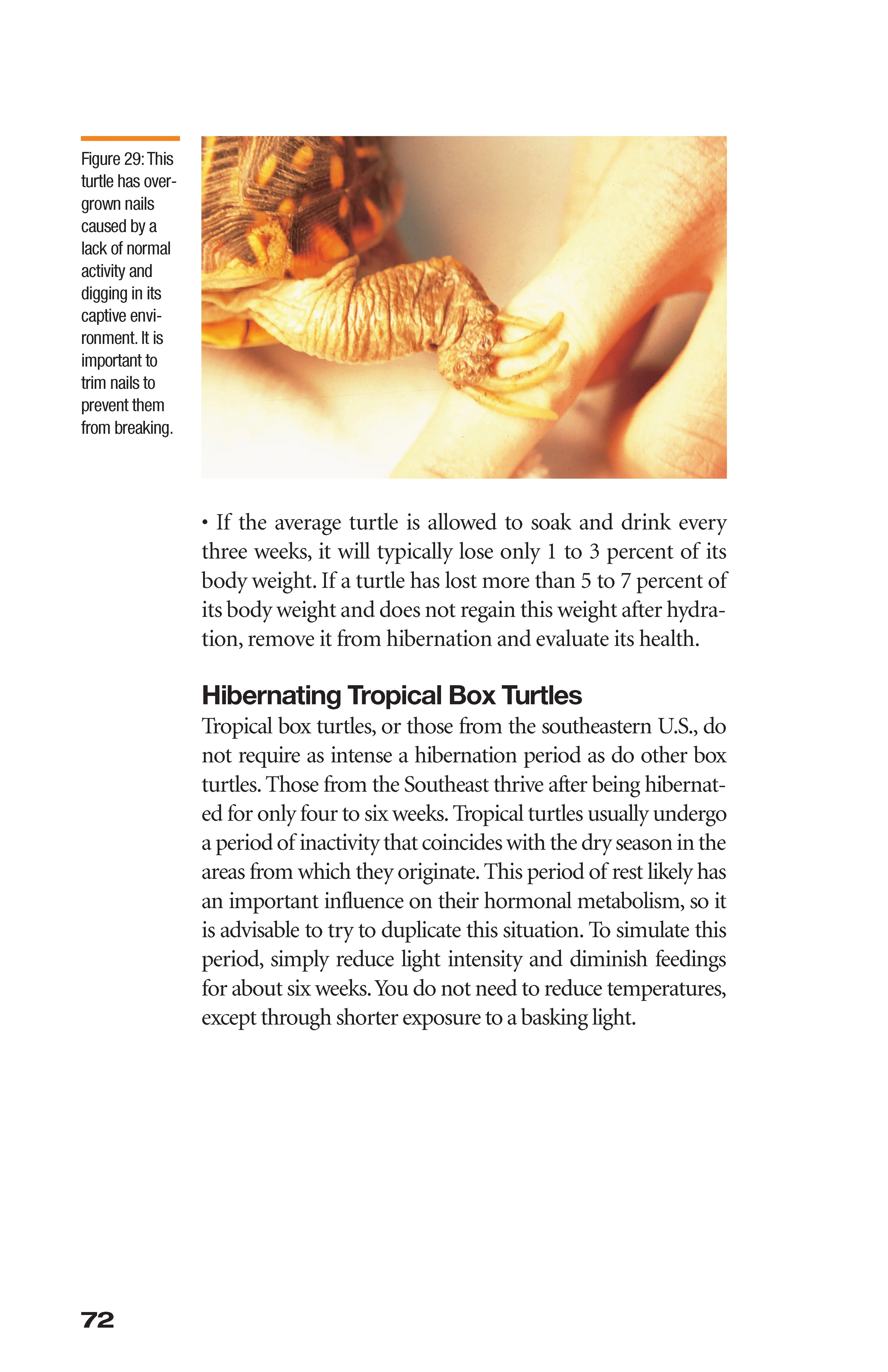 The Box Turtle Manual - Image 3