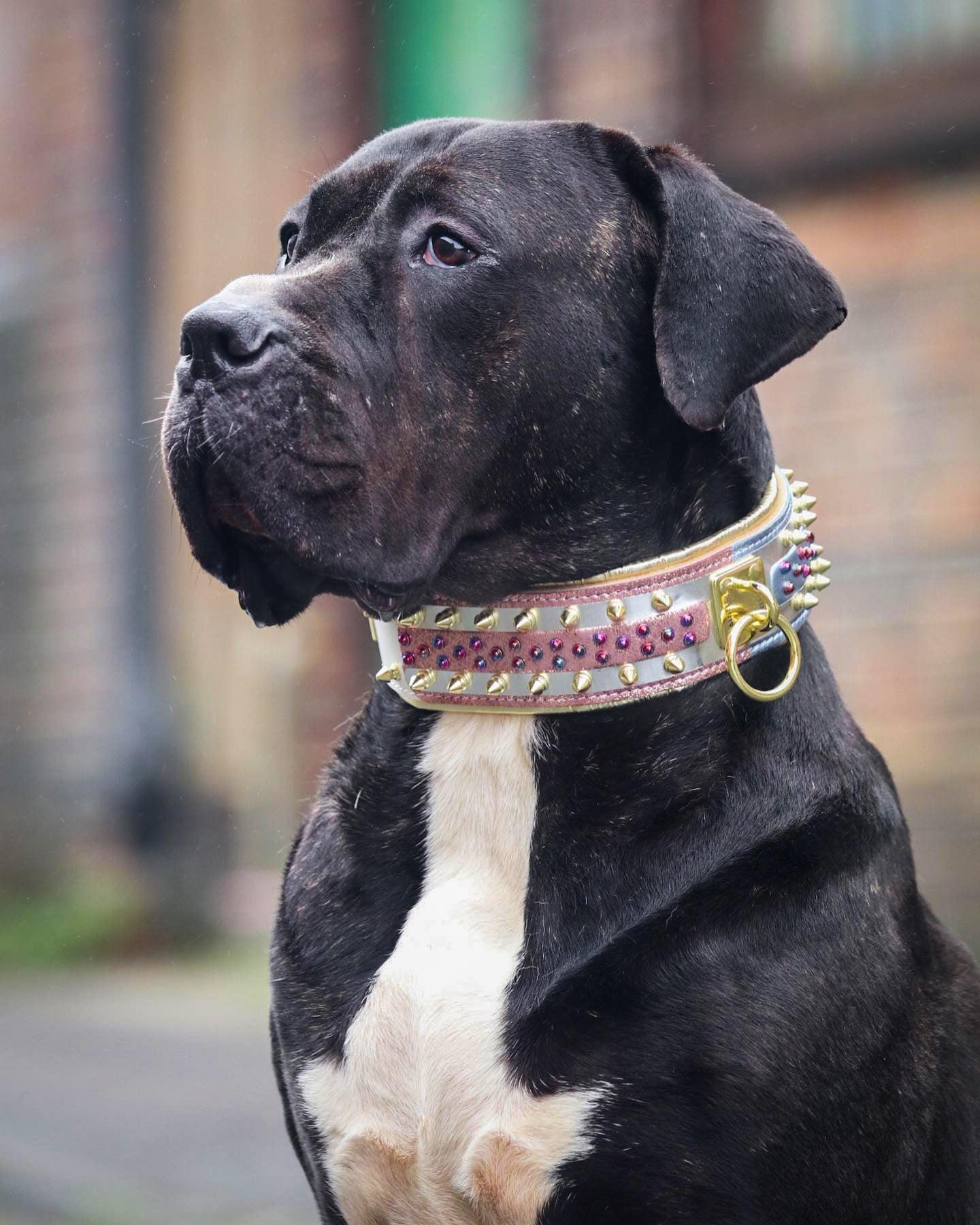 Bestia Dog Gear Genuine Leather Dog Collar - Image 6