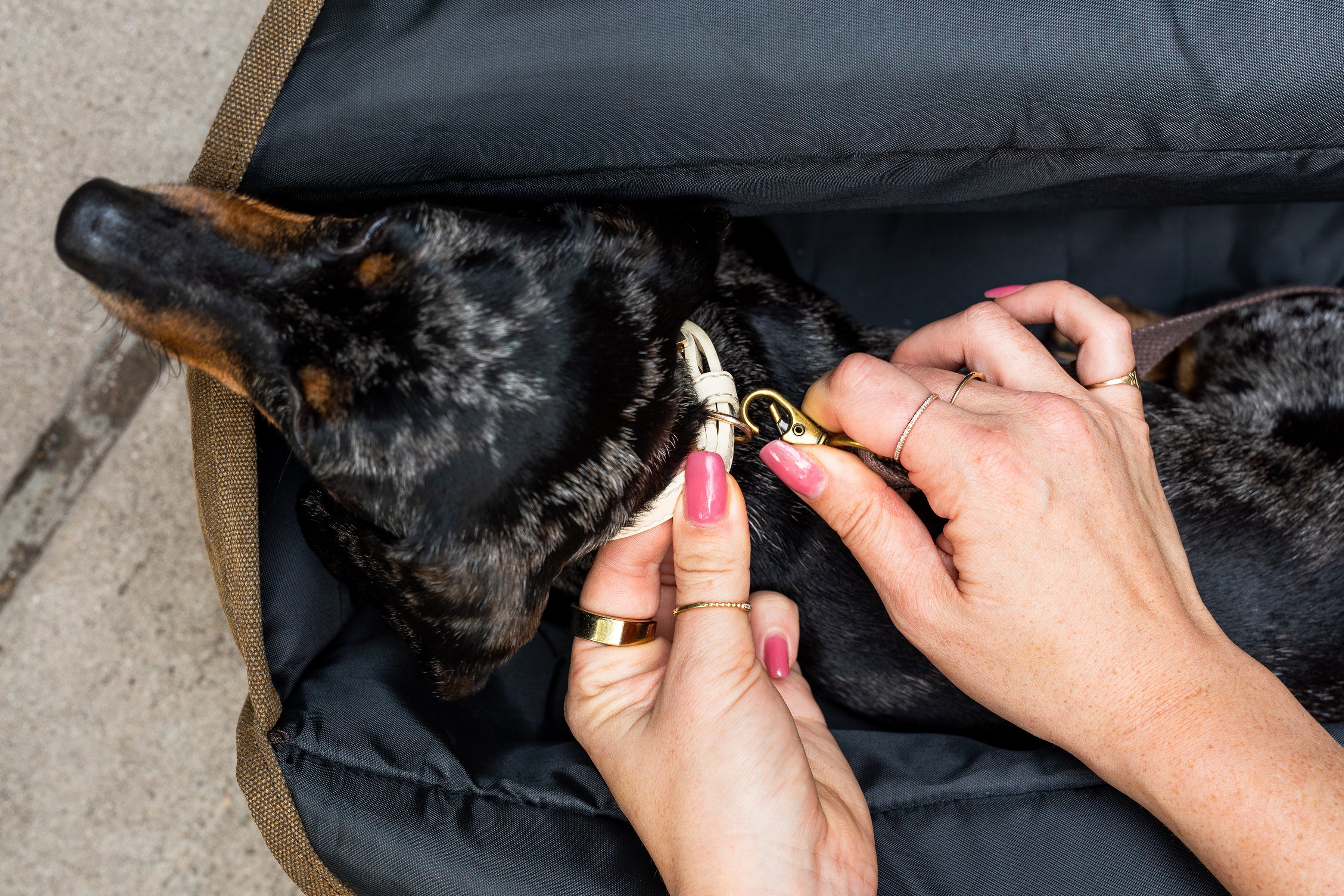 BESPOKE PAWS The Daily Carrier - Packable Luxury for Life on the Go Pet Carrier - Image 5
