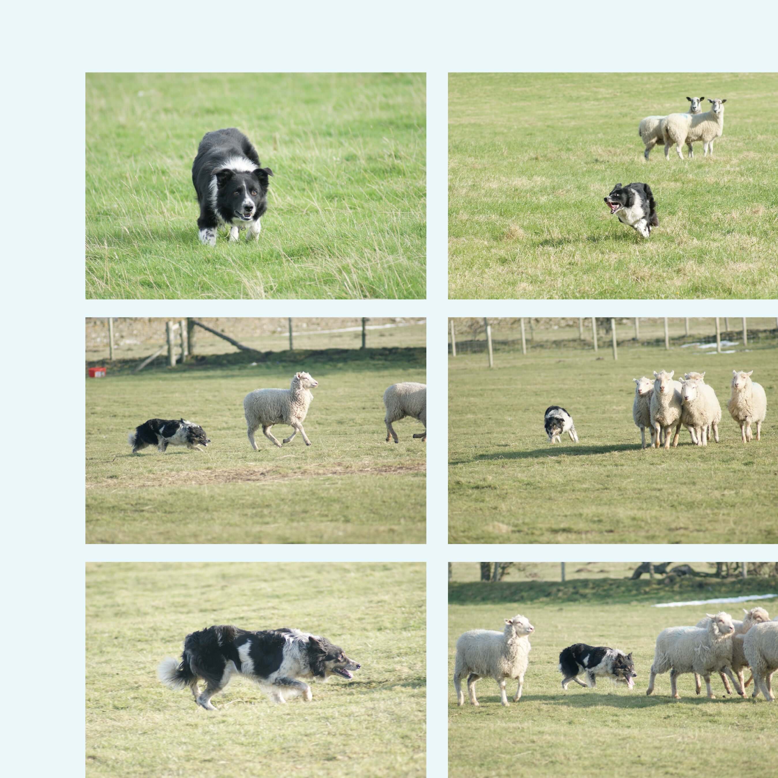 The Dales Vet - Image 3