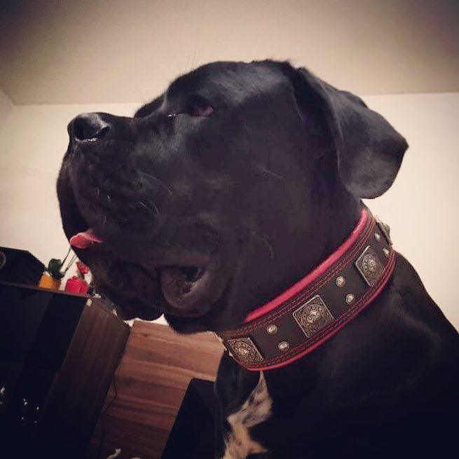 Bestia Dog Gear Genuine Leather Dog Collar - Black - Image 10