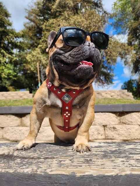 Bestia Dog Gear Genuine Leather Dog Harness - Black/S - Image 5