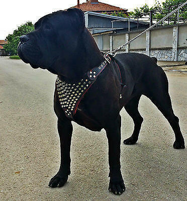 Bestia Dog Gear Genuine Leather Dog Harness - Red/XXL - Image 2