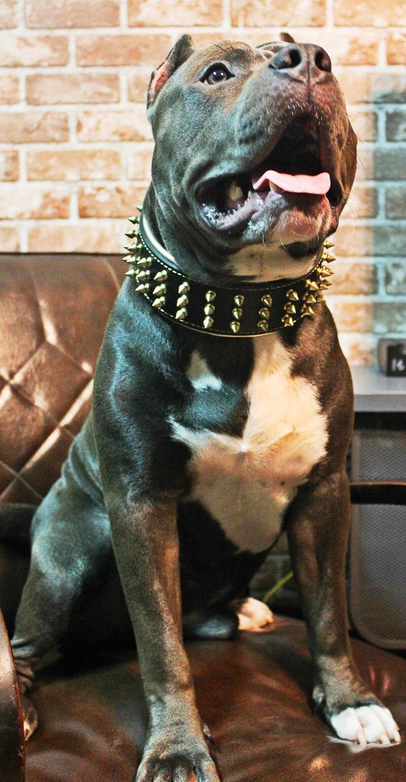 Bestia Dog Gear Genuine Leather Dog Collar - Gold - Image 5