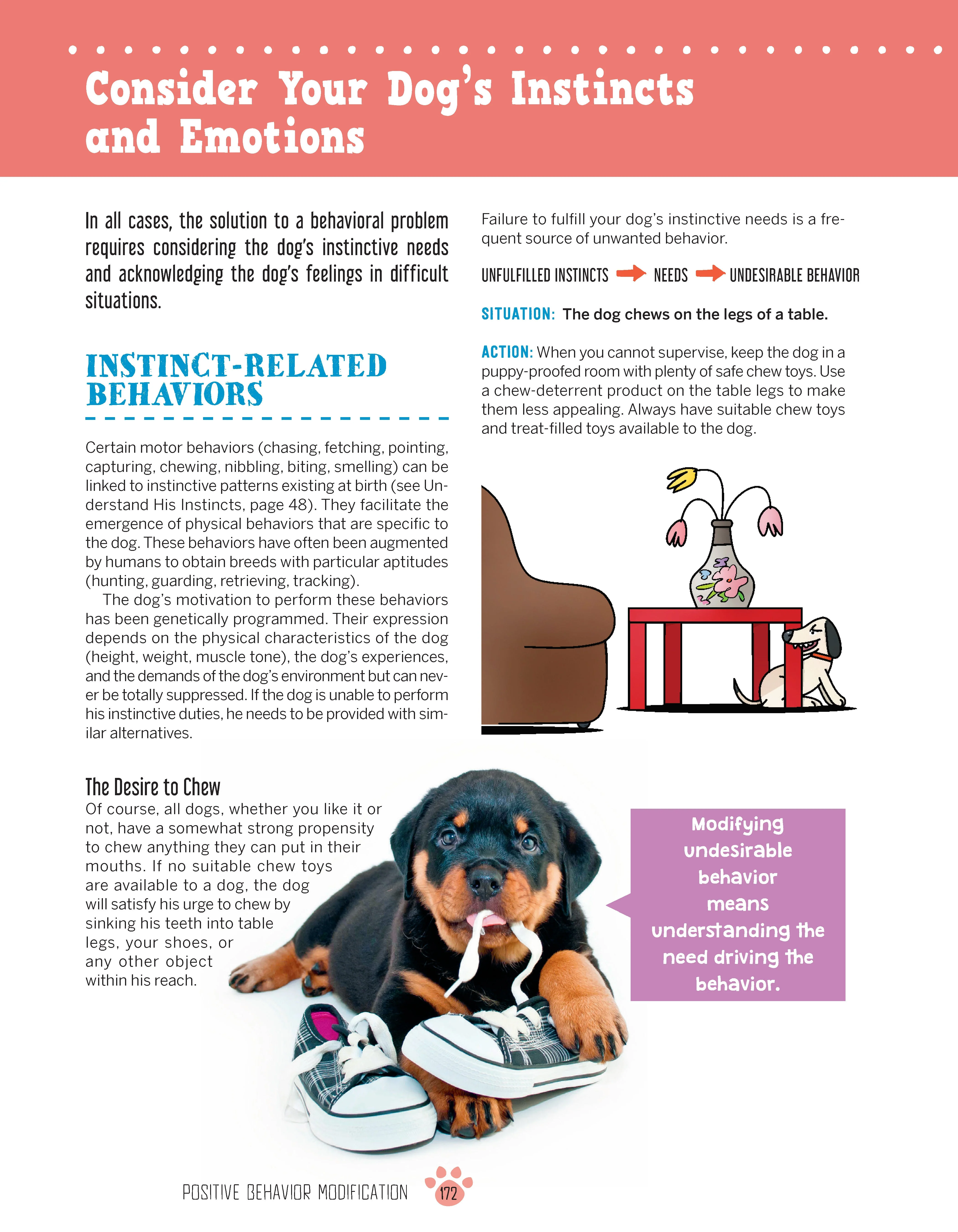 The Golden Rules of Positive Puppy Training - Image 2
