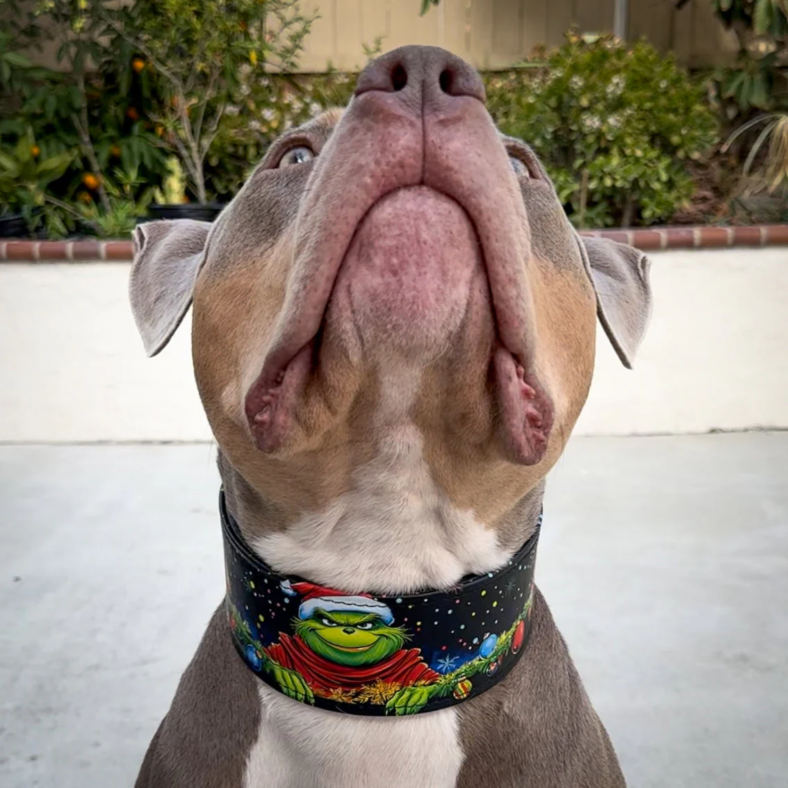 The Grinch Limited Collar - Image 5