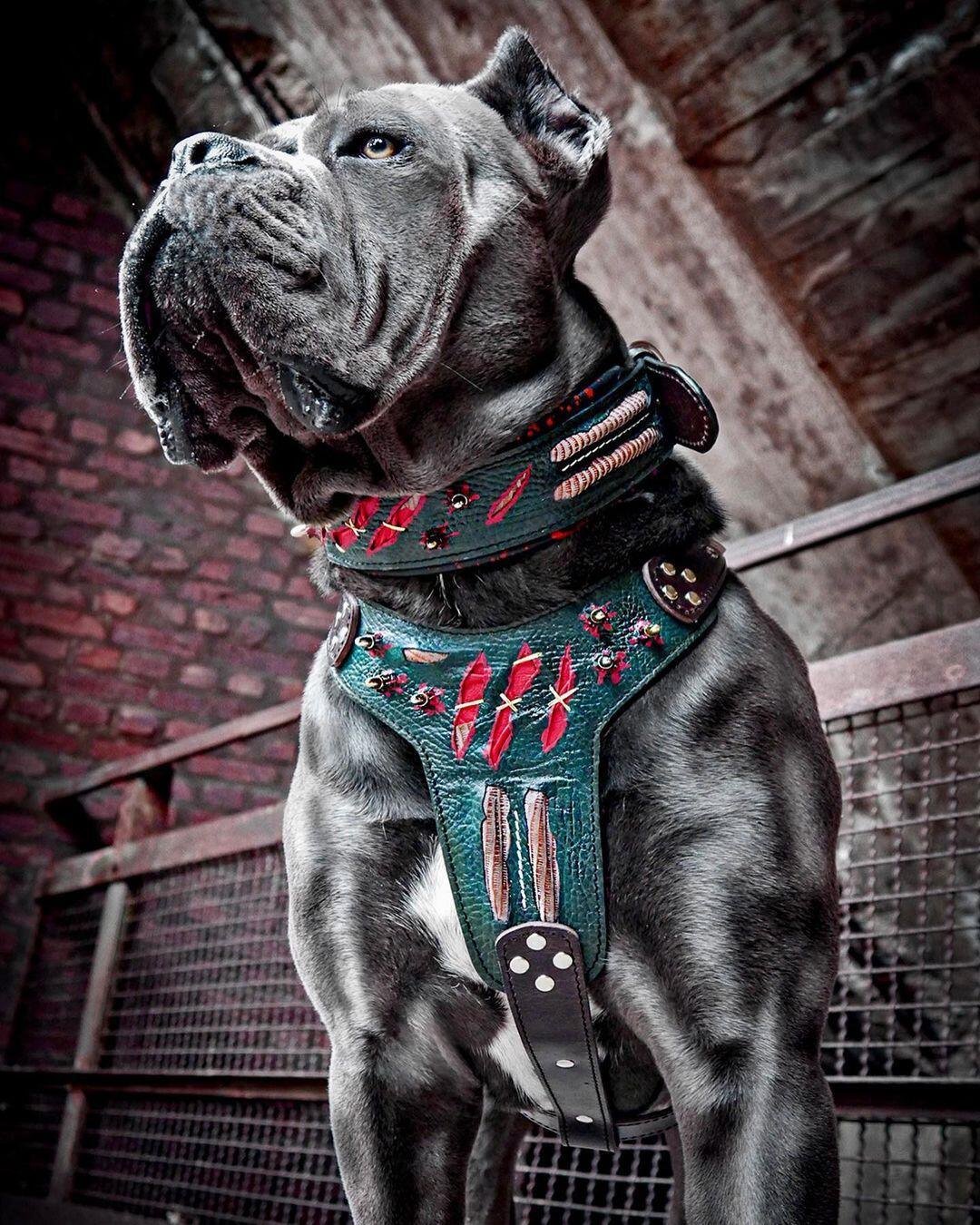 Bestia Dog Gear Genuine Leather Dog Collar - Image 4