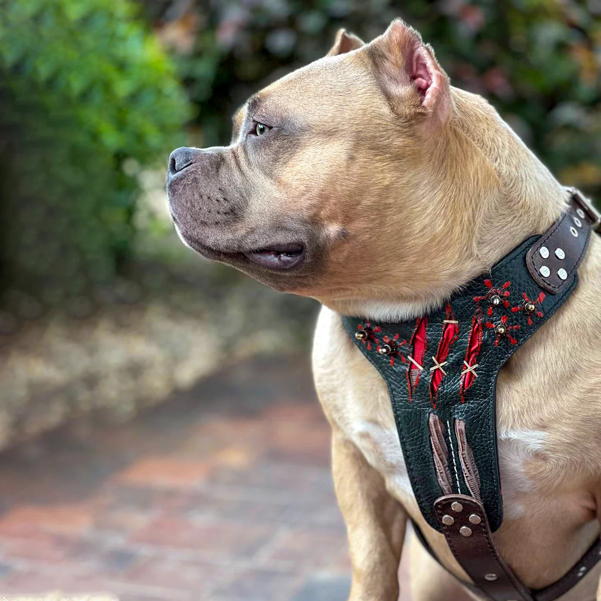 Bestia Dog Gear Personalized Dog Harness - M - Image 5
